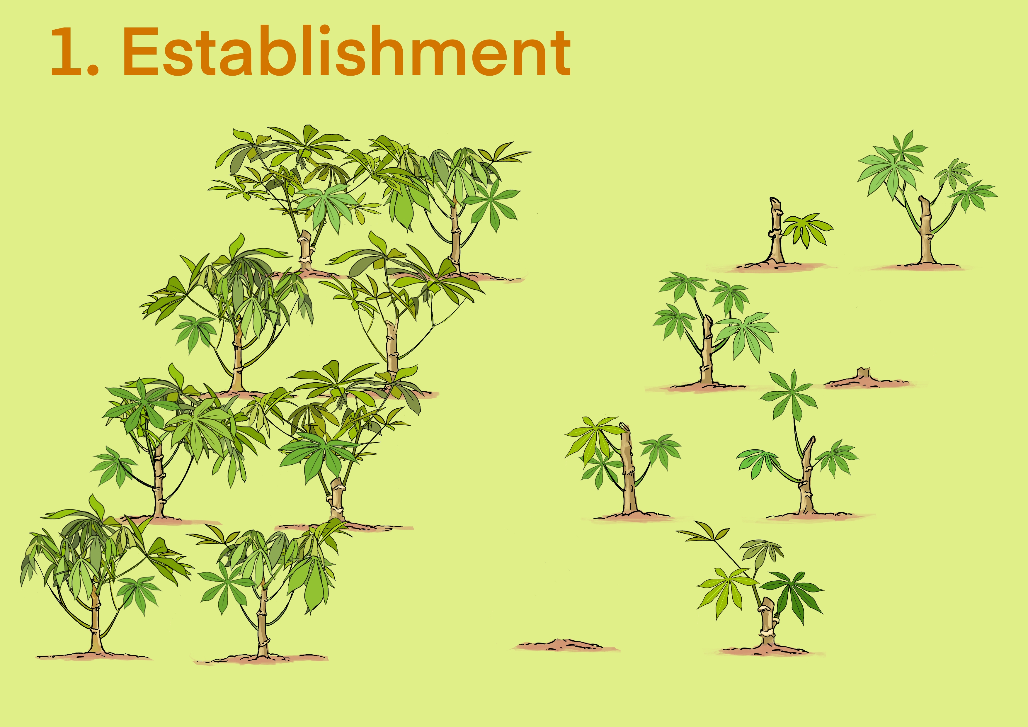 Cassava establishment