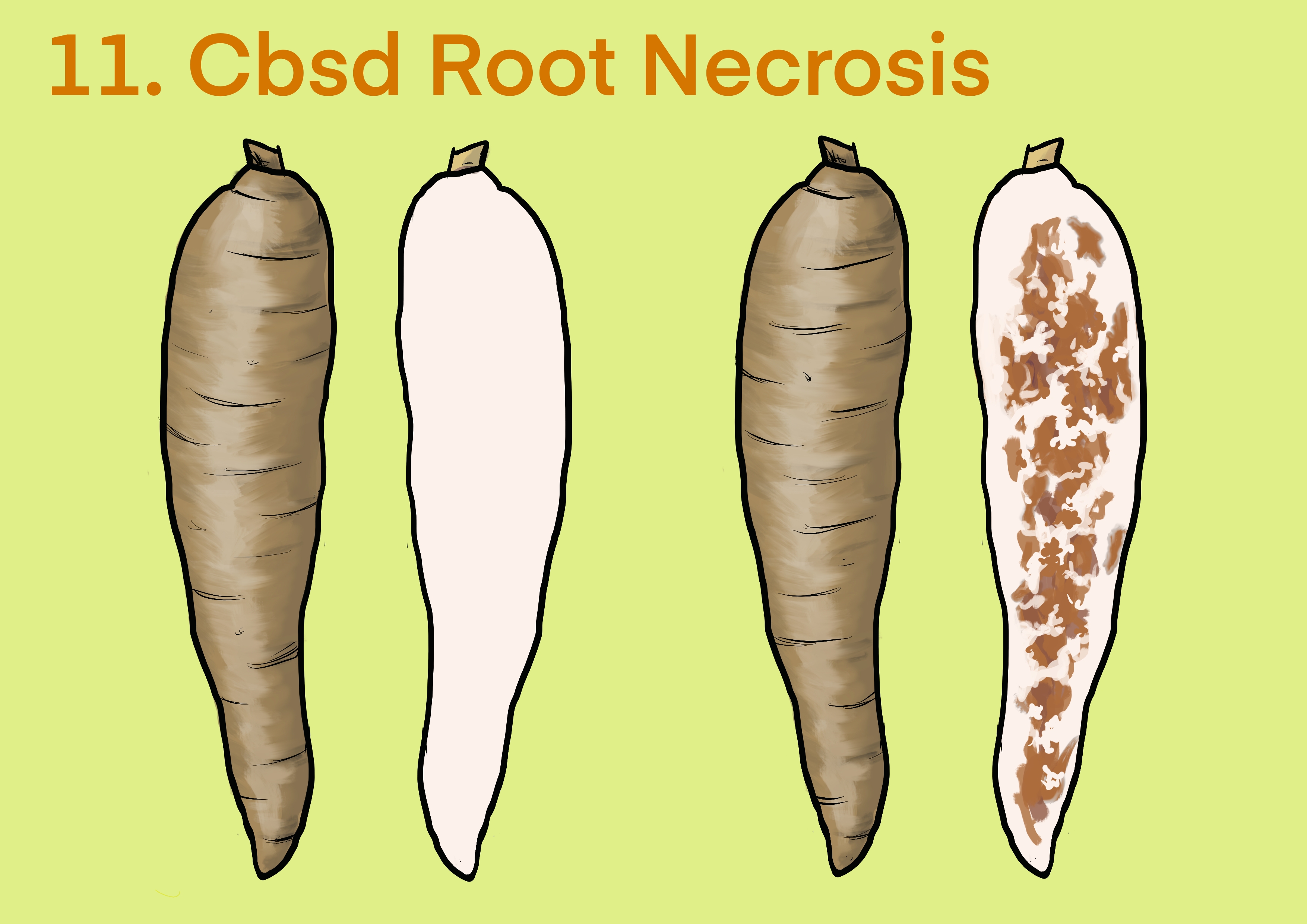 Cassava CBSD root necrosis