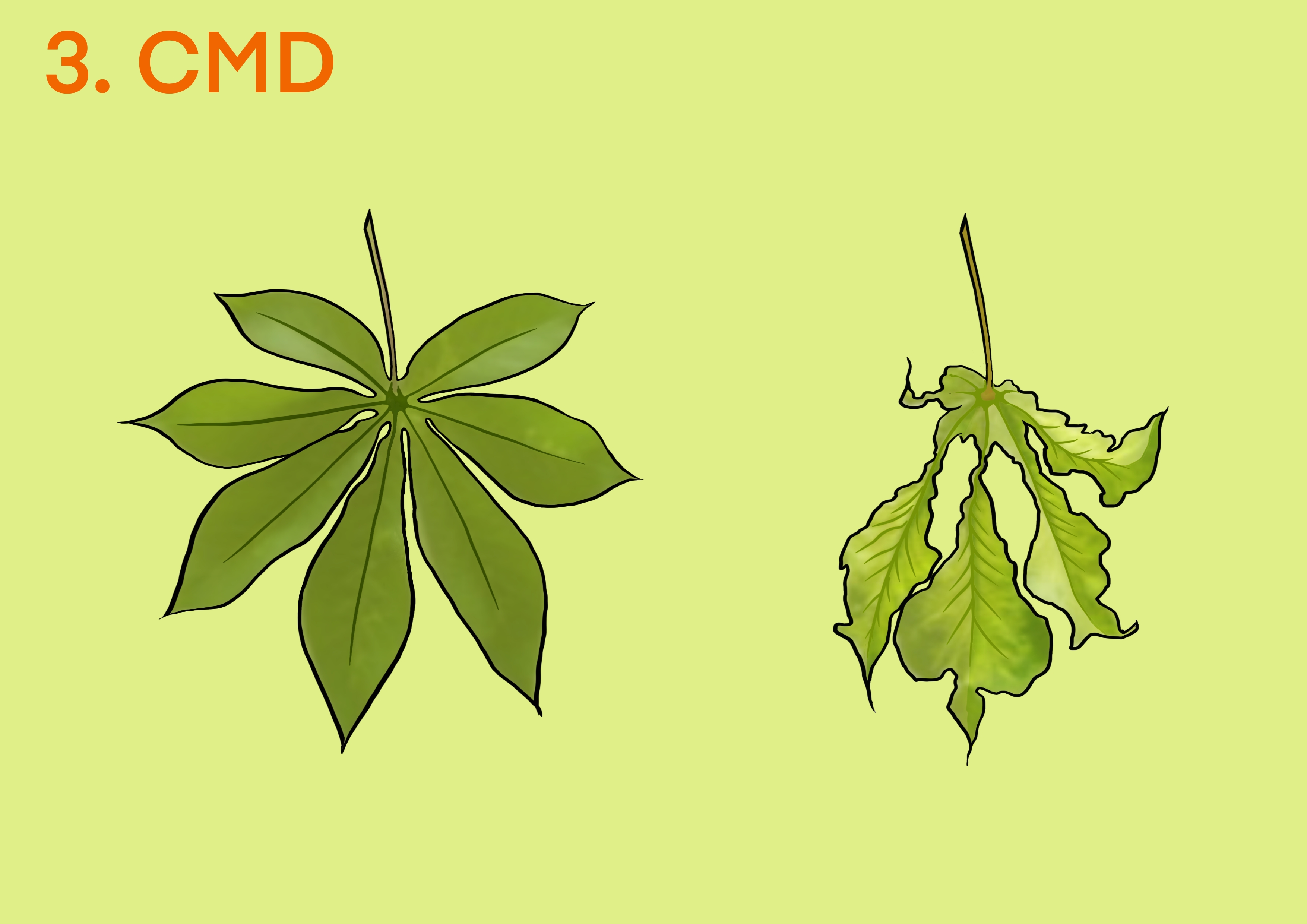 Cassava CMD