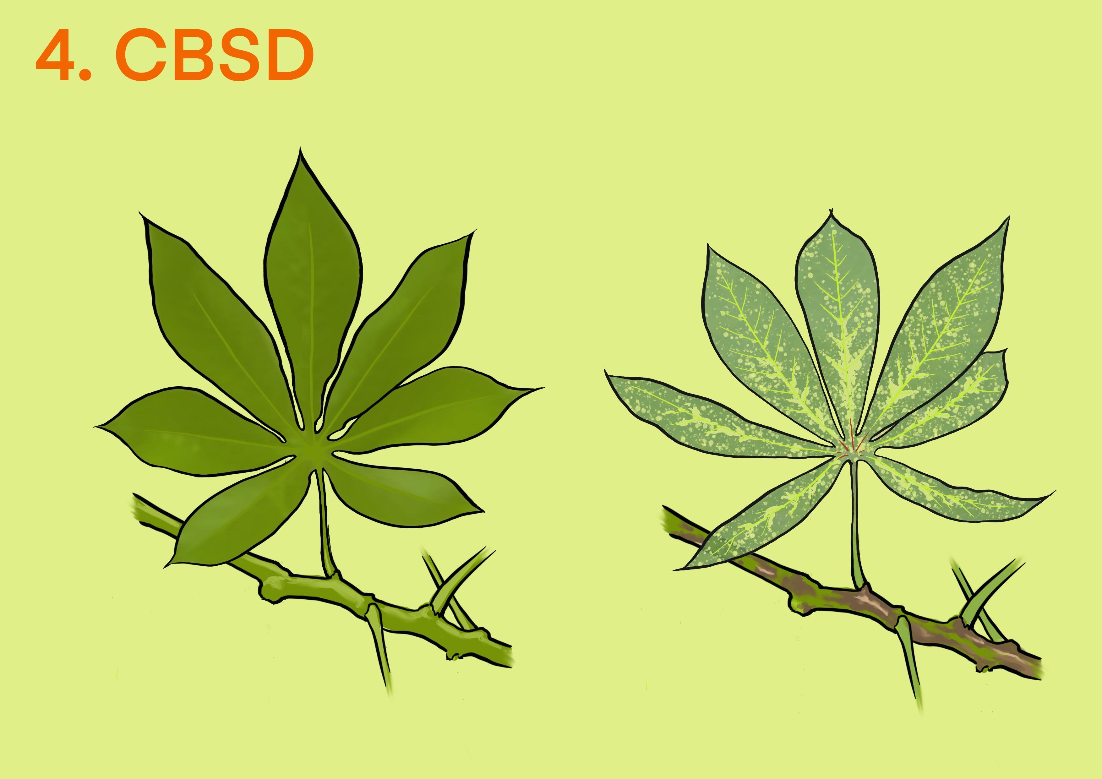 Cassava CBSD