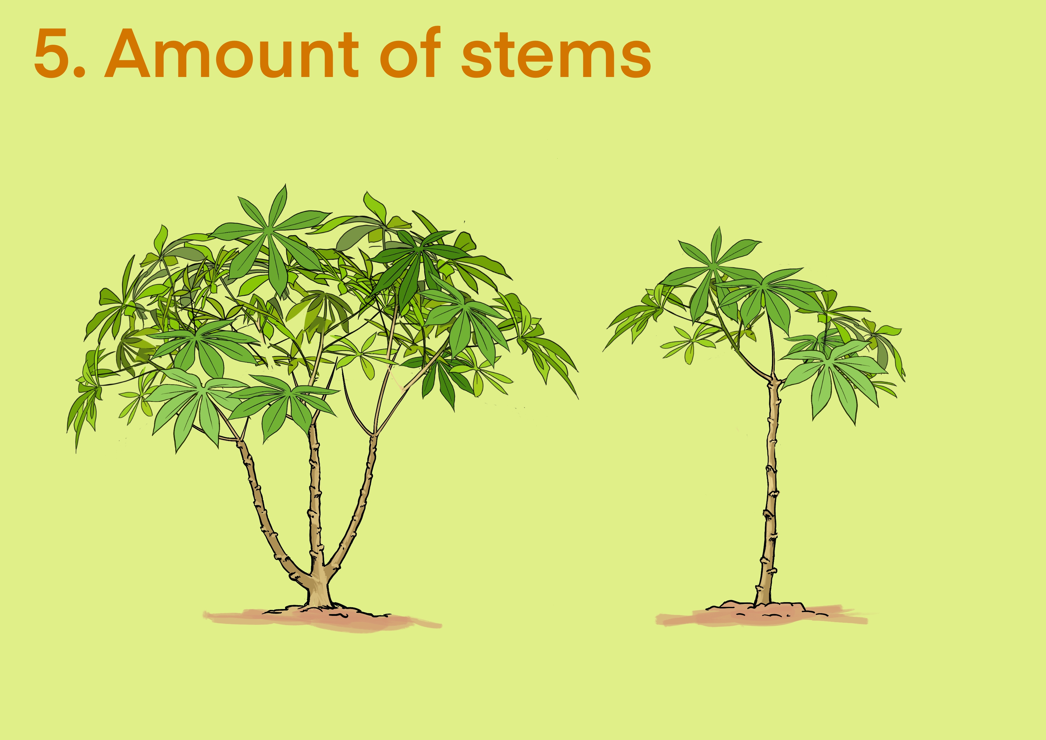 Cassava amount of stems