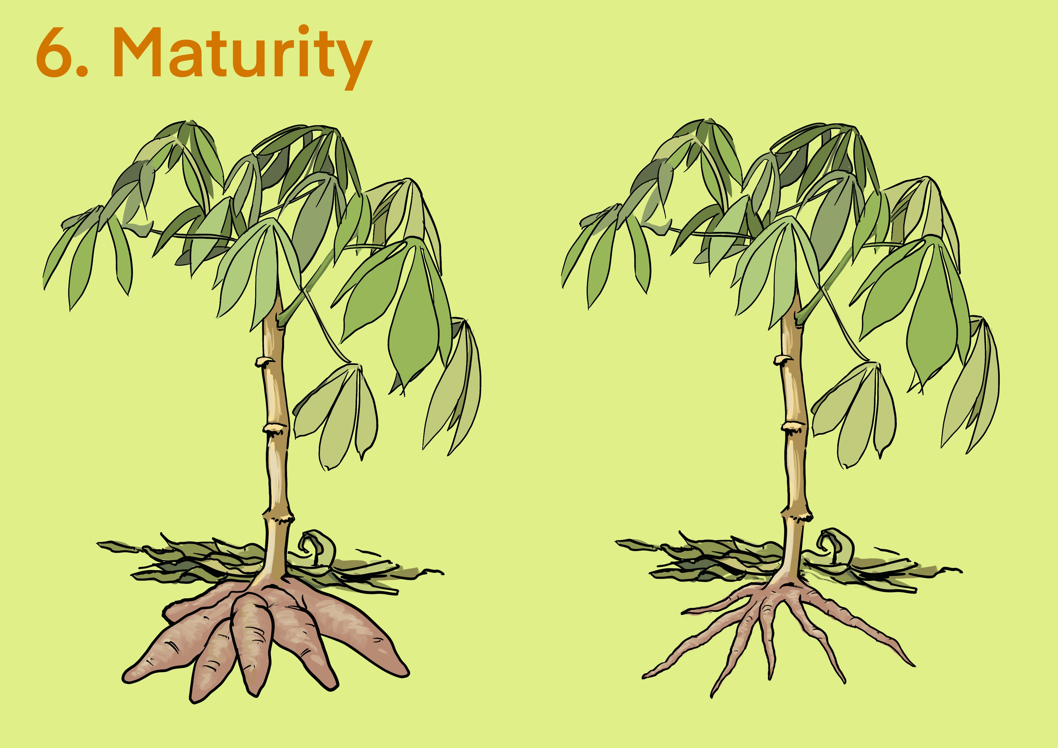 Cassava maturity