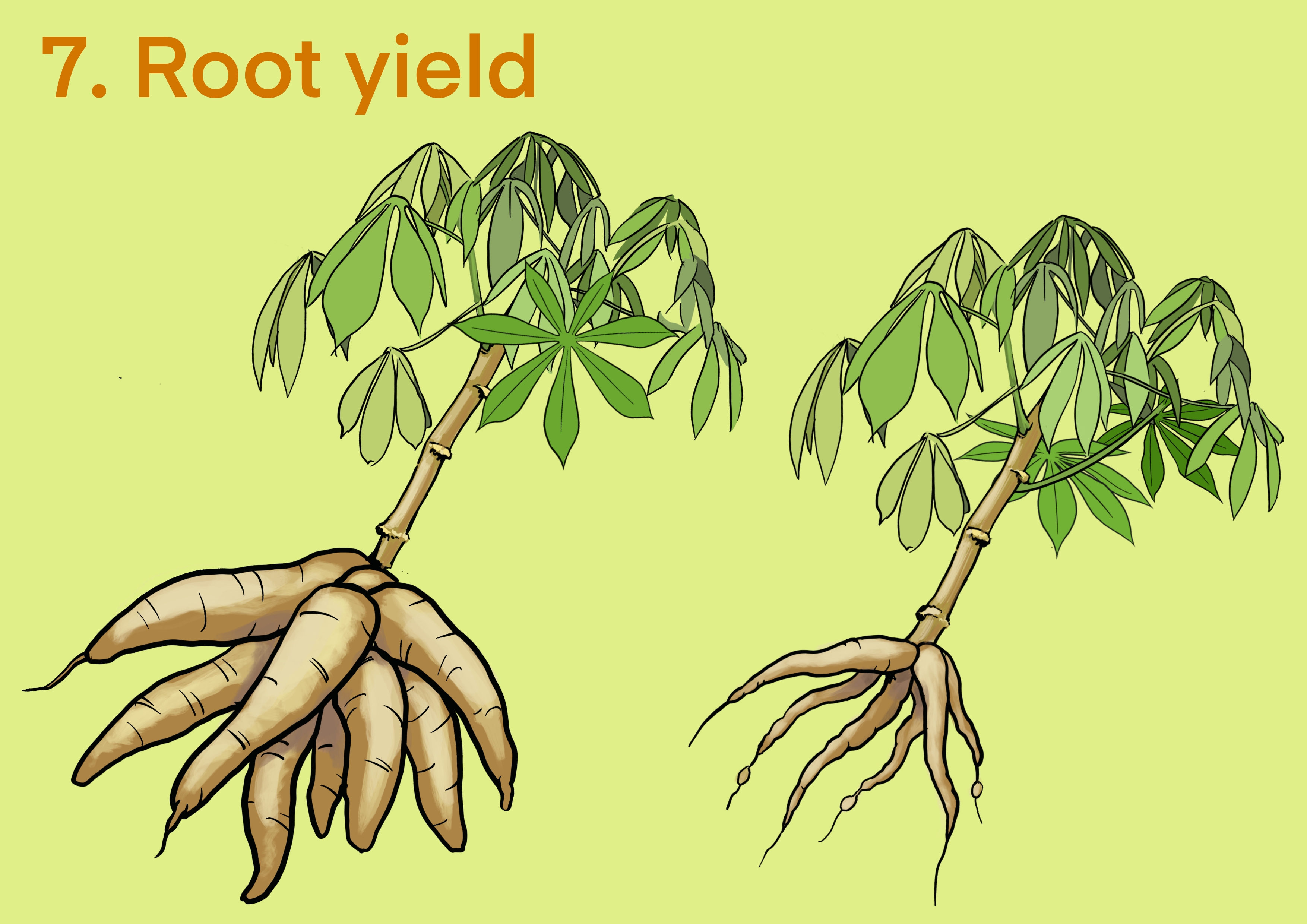 Cassava root yield