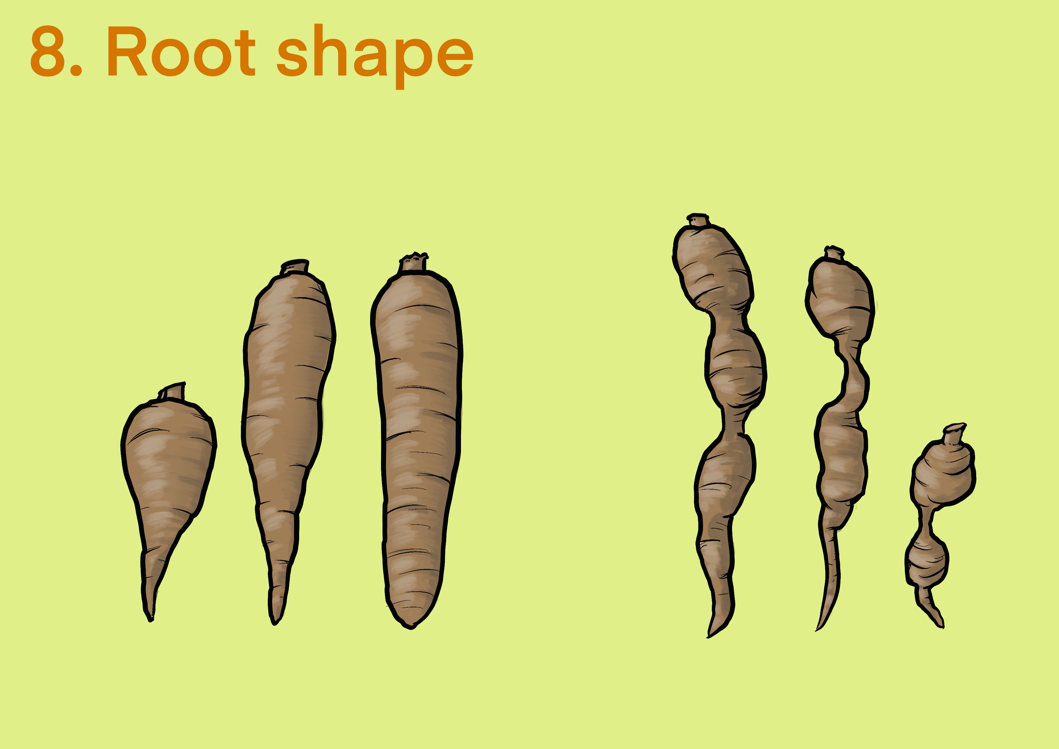 Cassava root shape