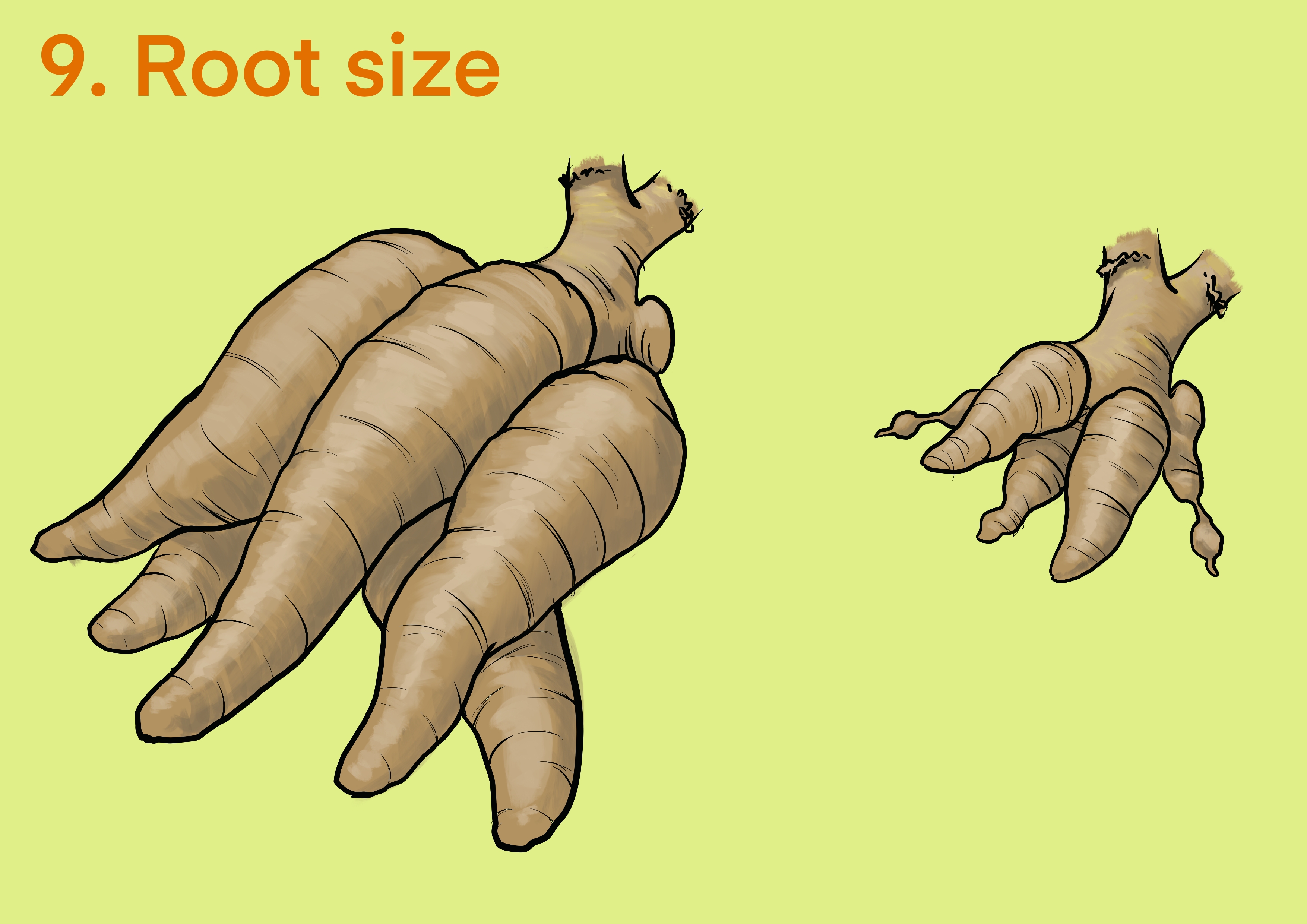 Cassava root size