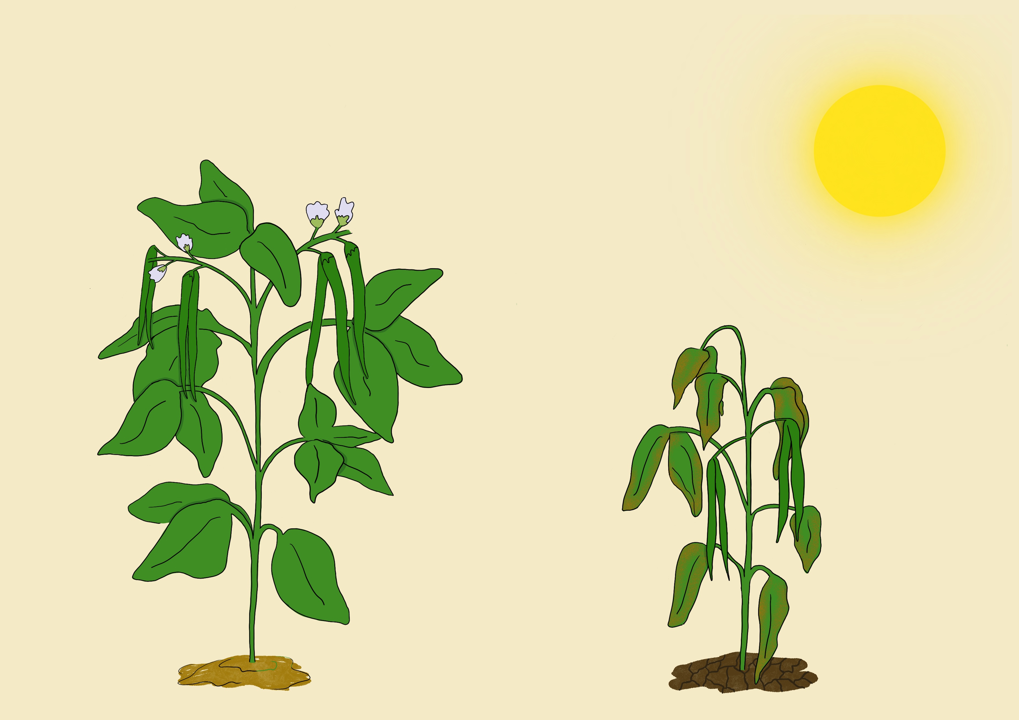 Bean drought tolerance