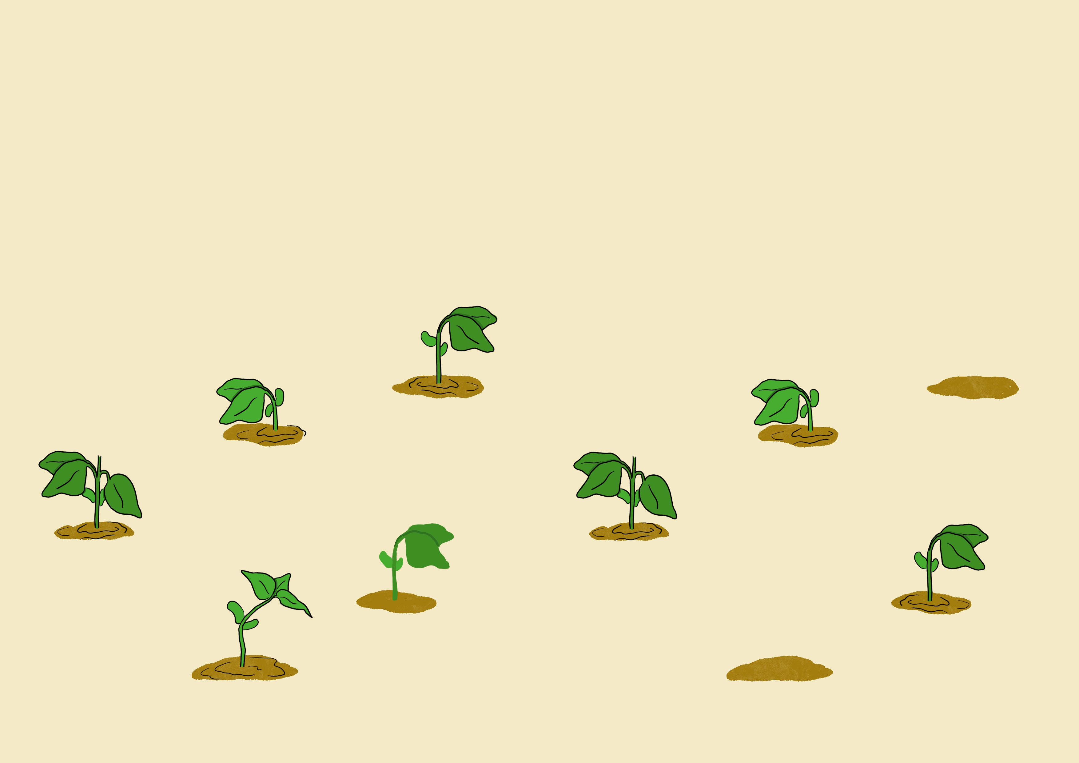 Bean germination