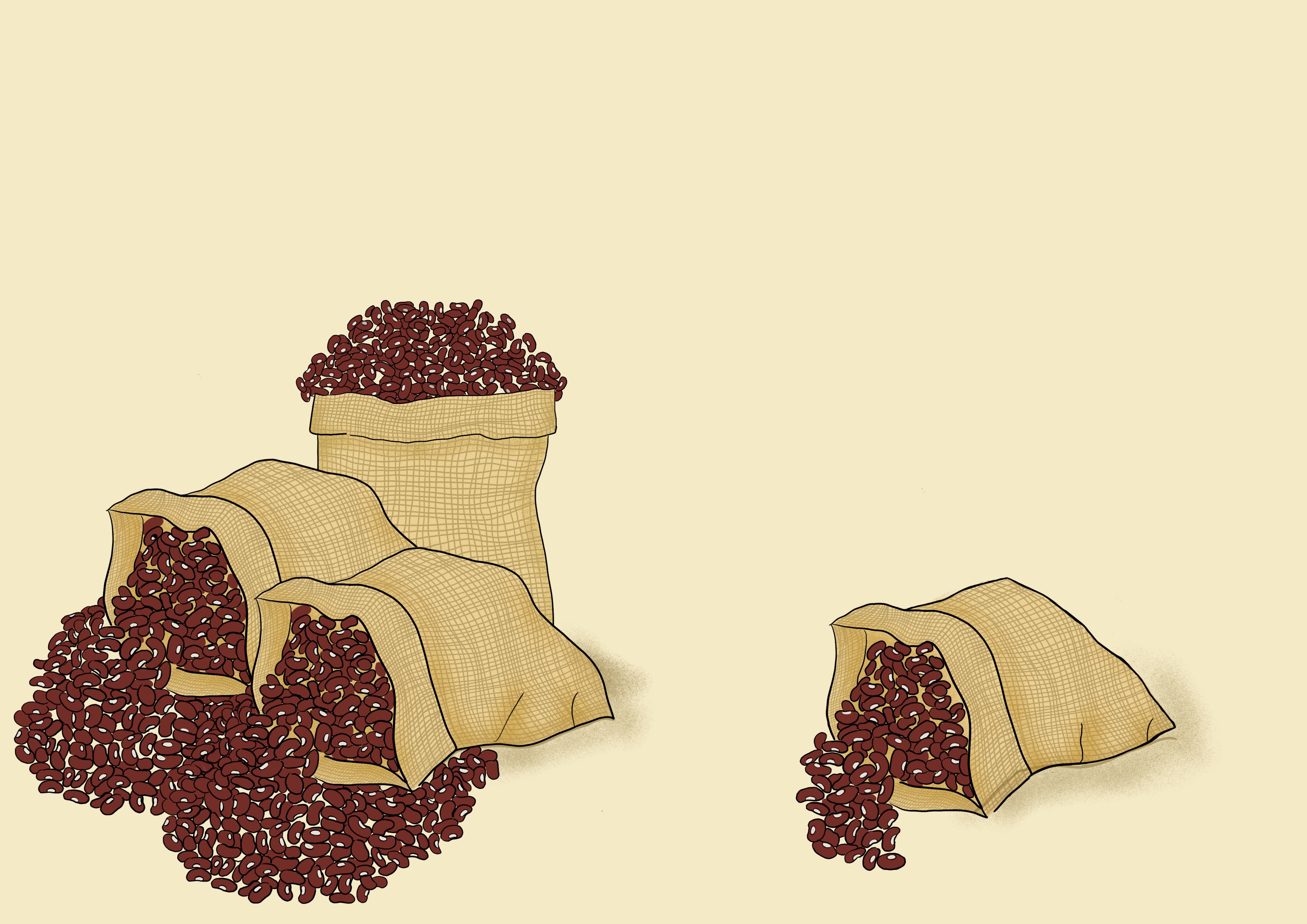 Bean grain yield
