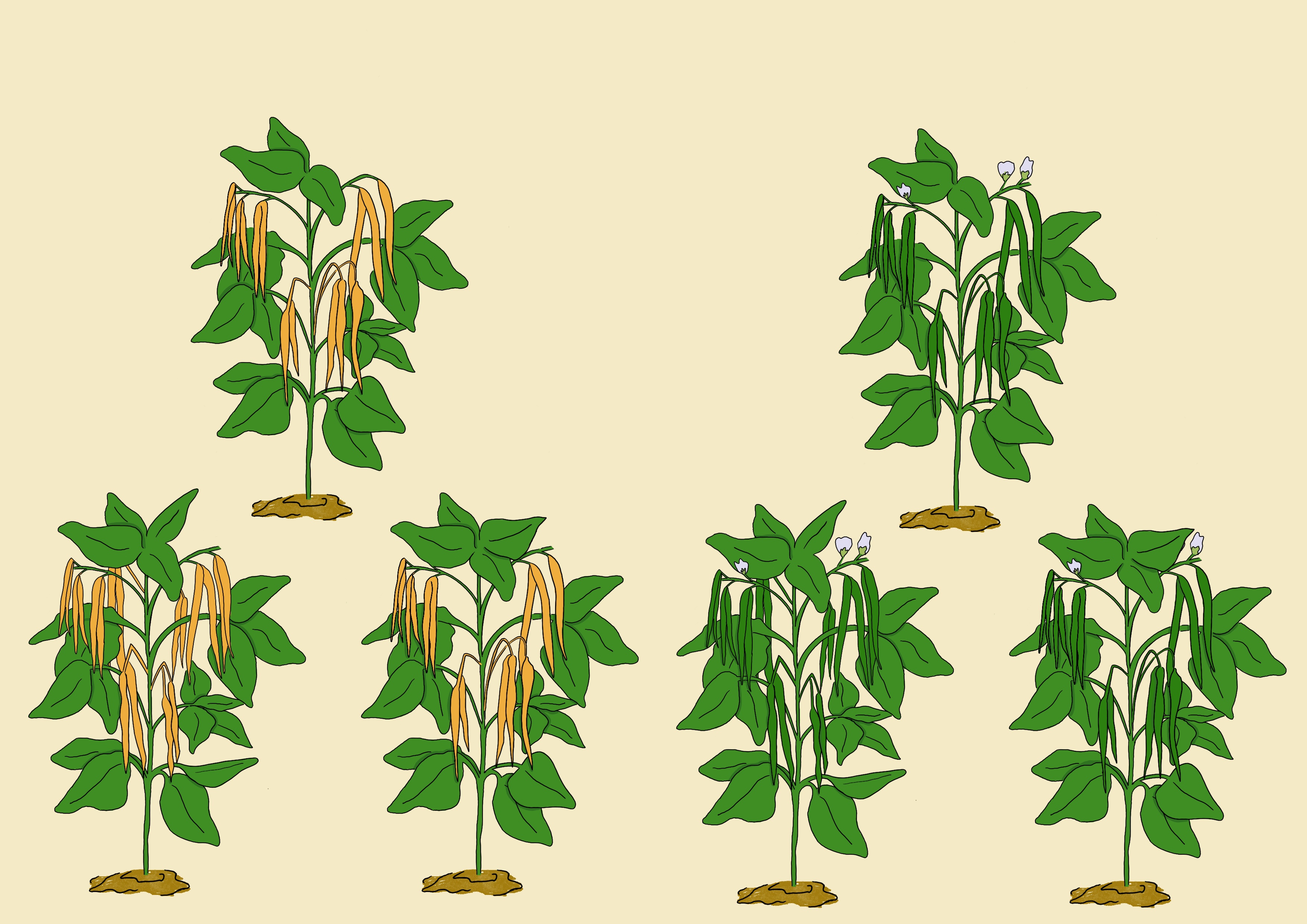 Bean maturity