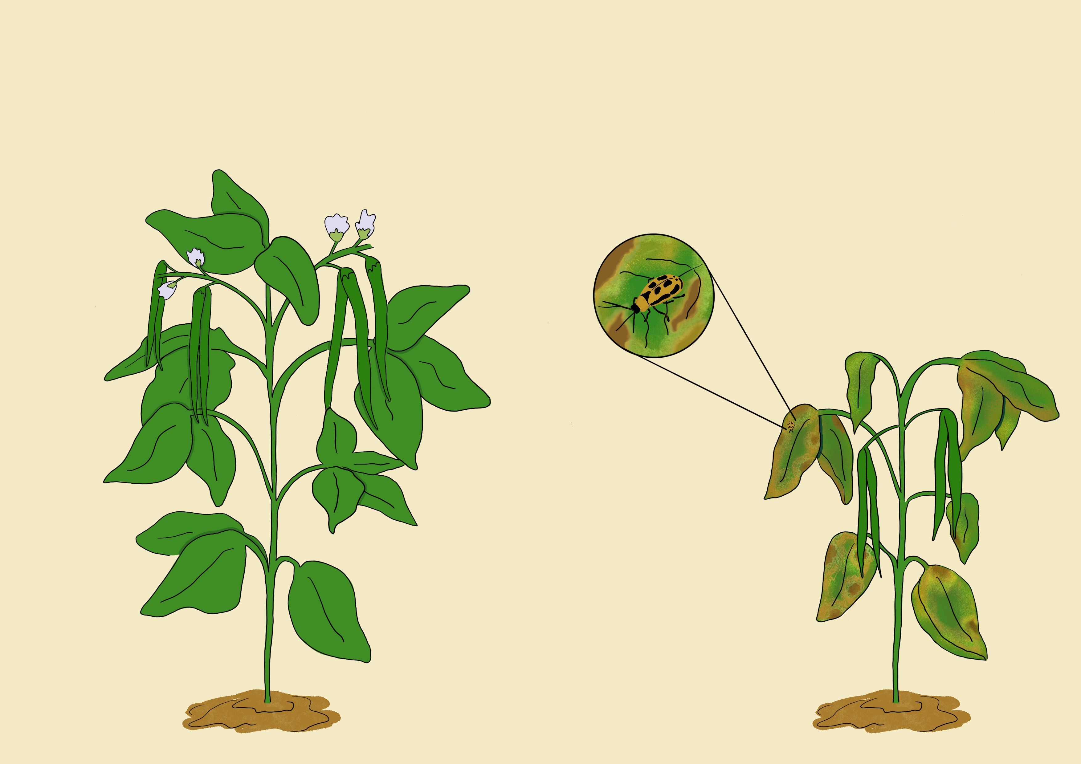 Bean pest resistance