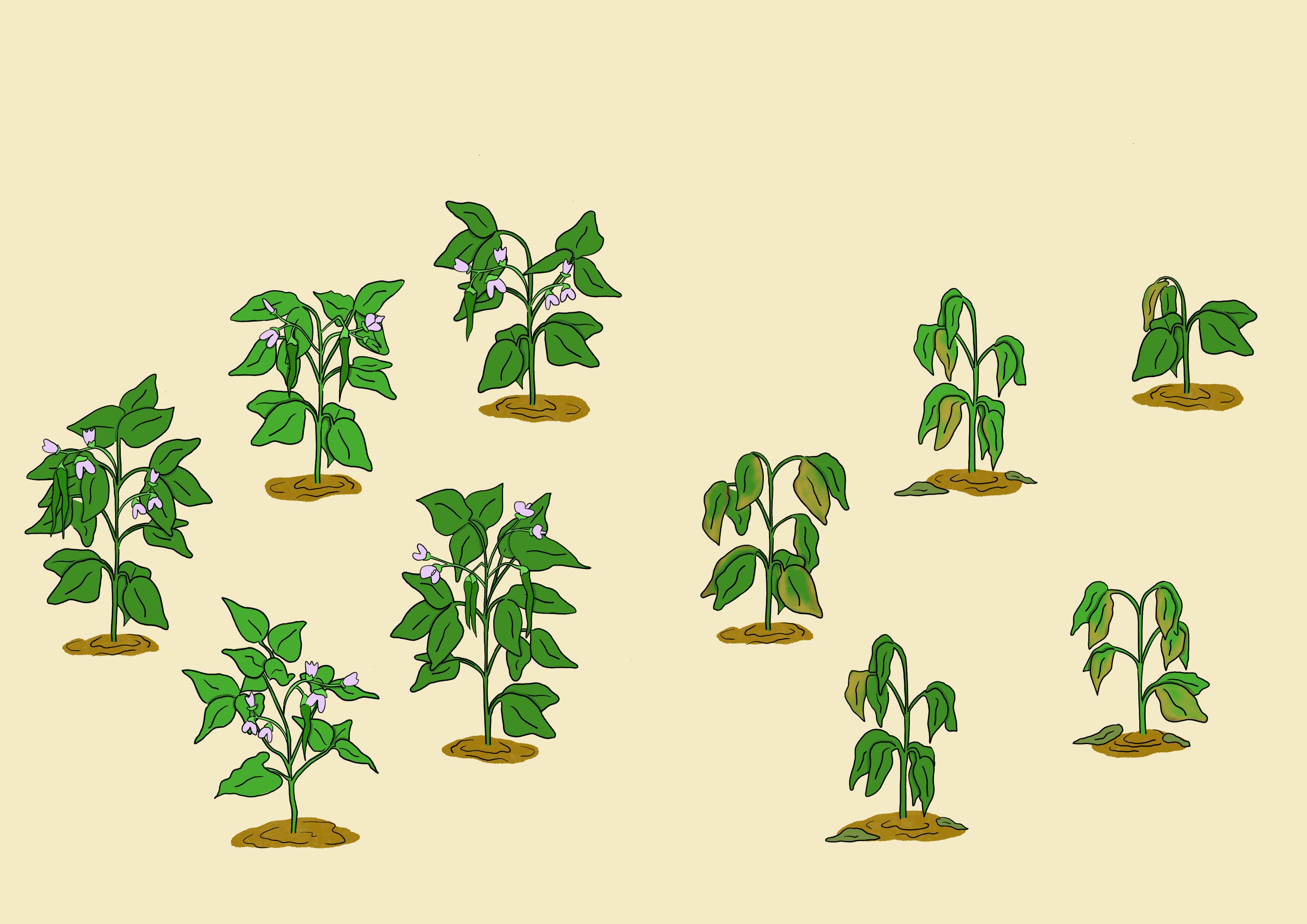 Bean plant survival