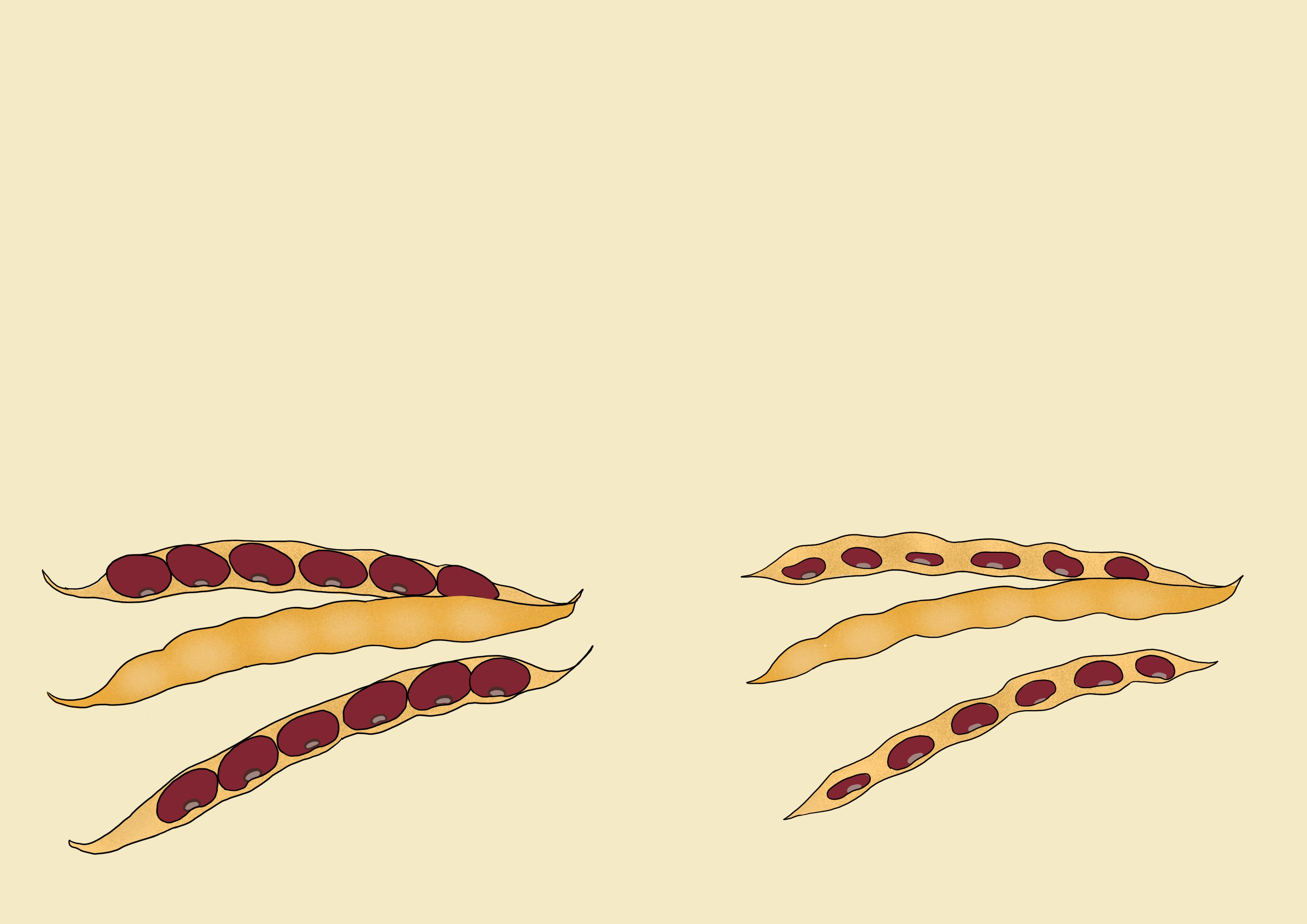 Bean seed size