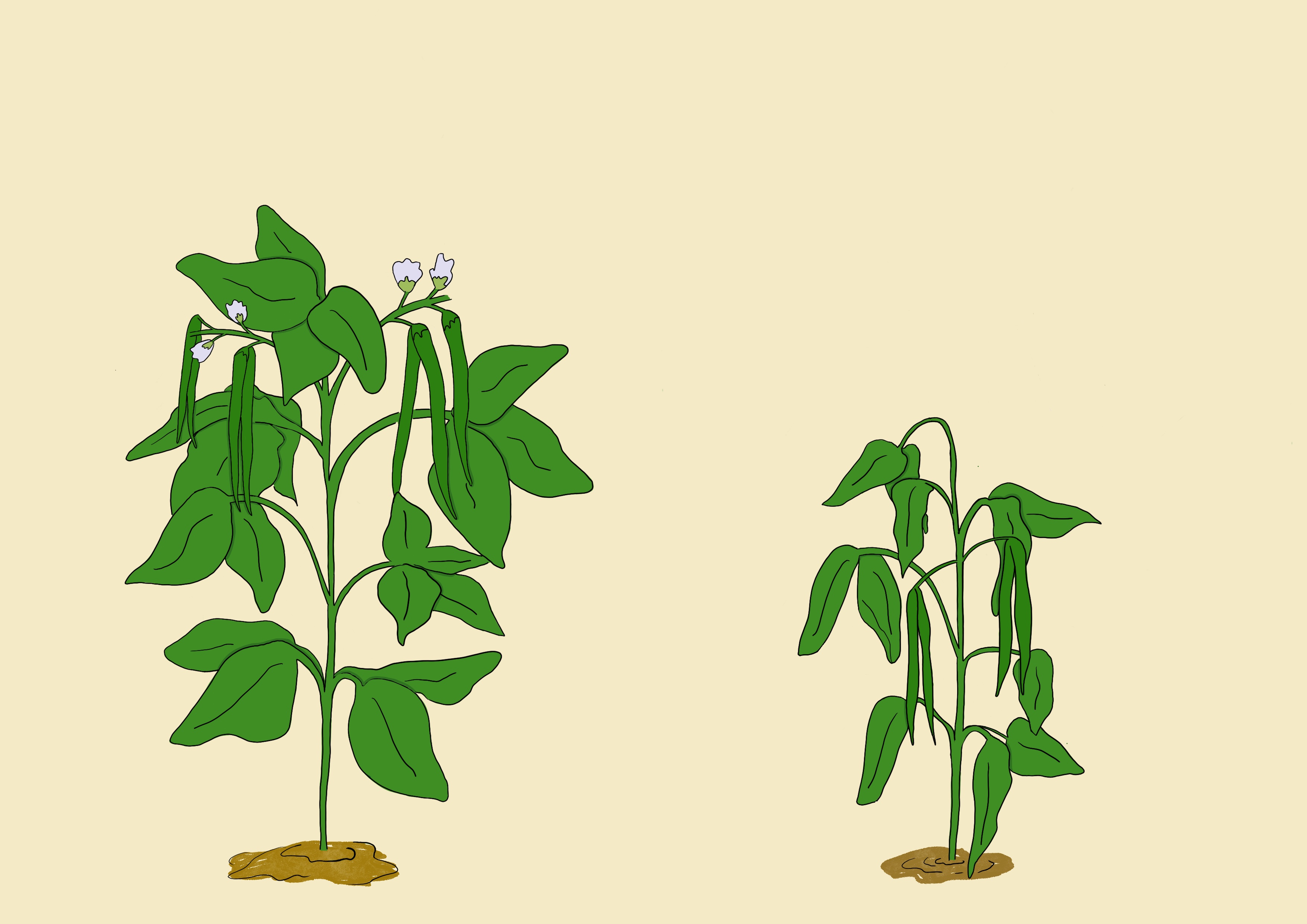 Bean vigor