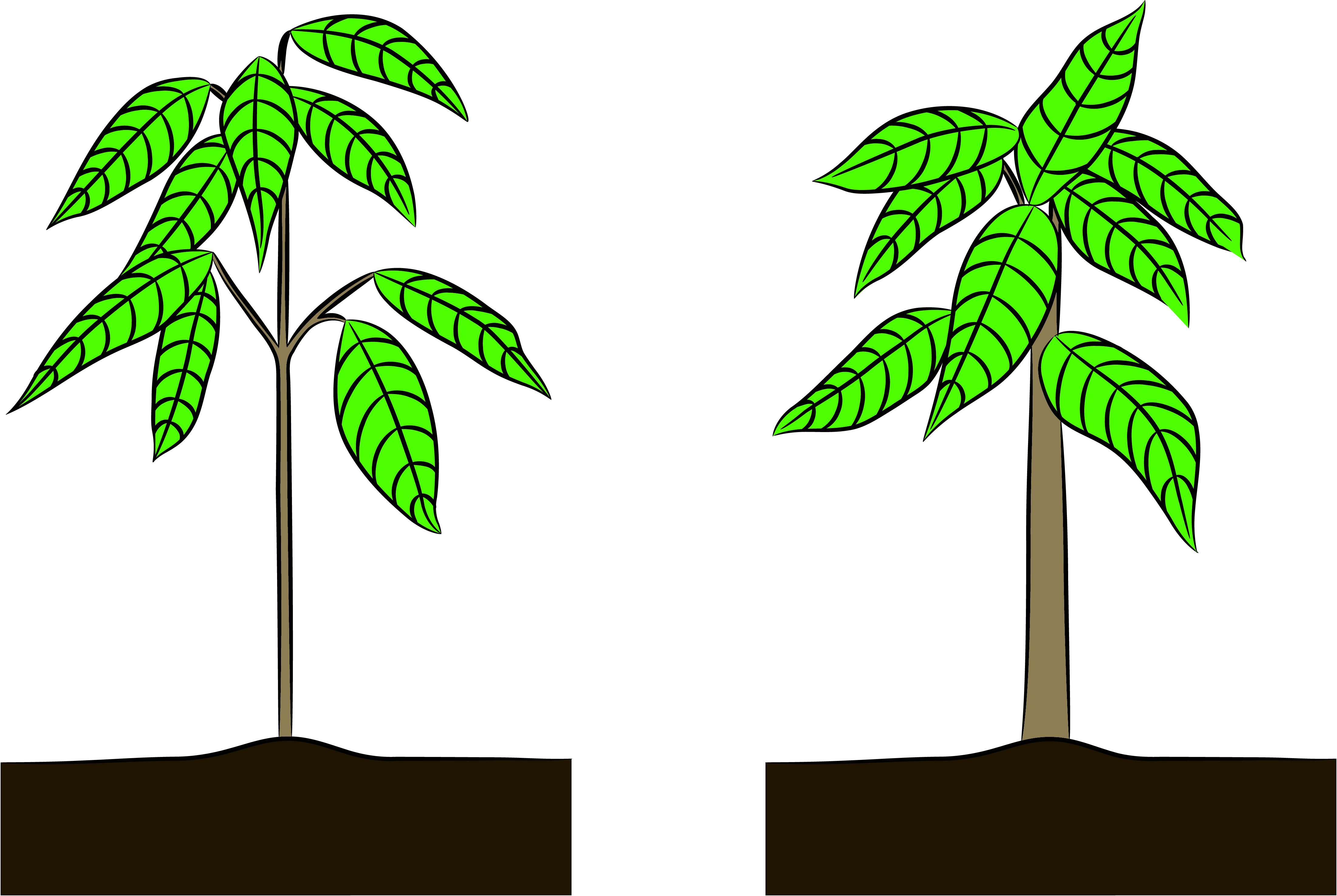 Cocoa diameter