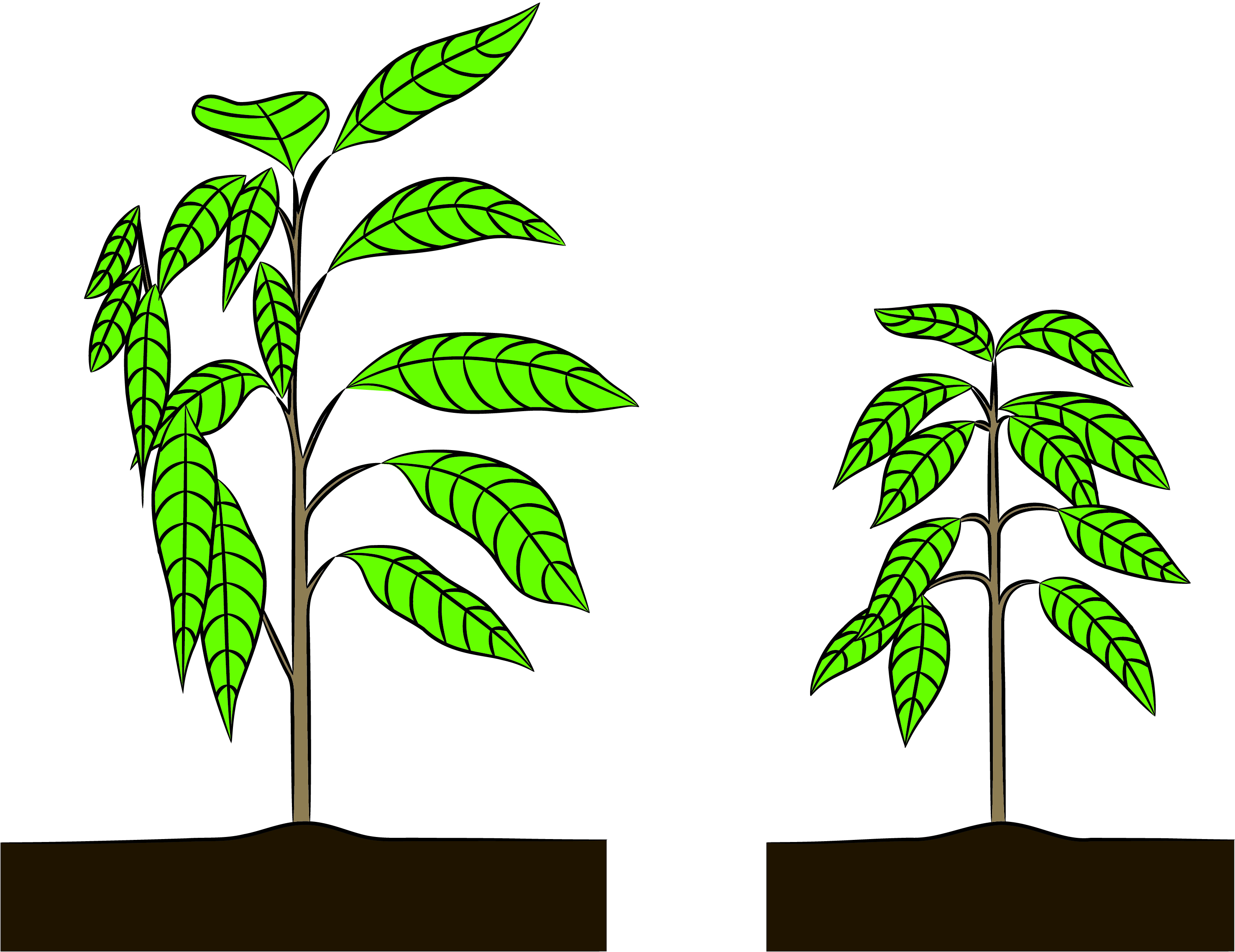 Cocoa height