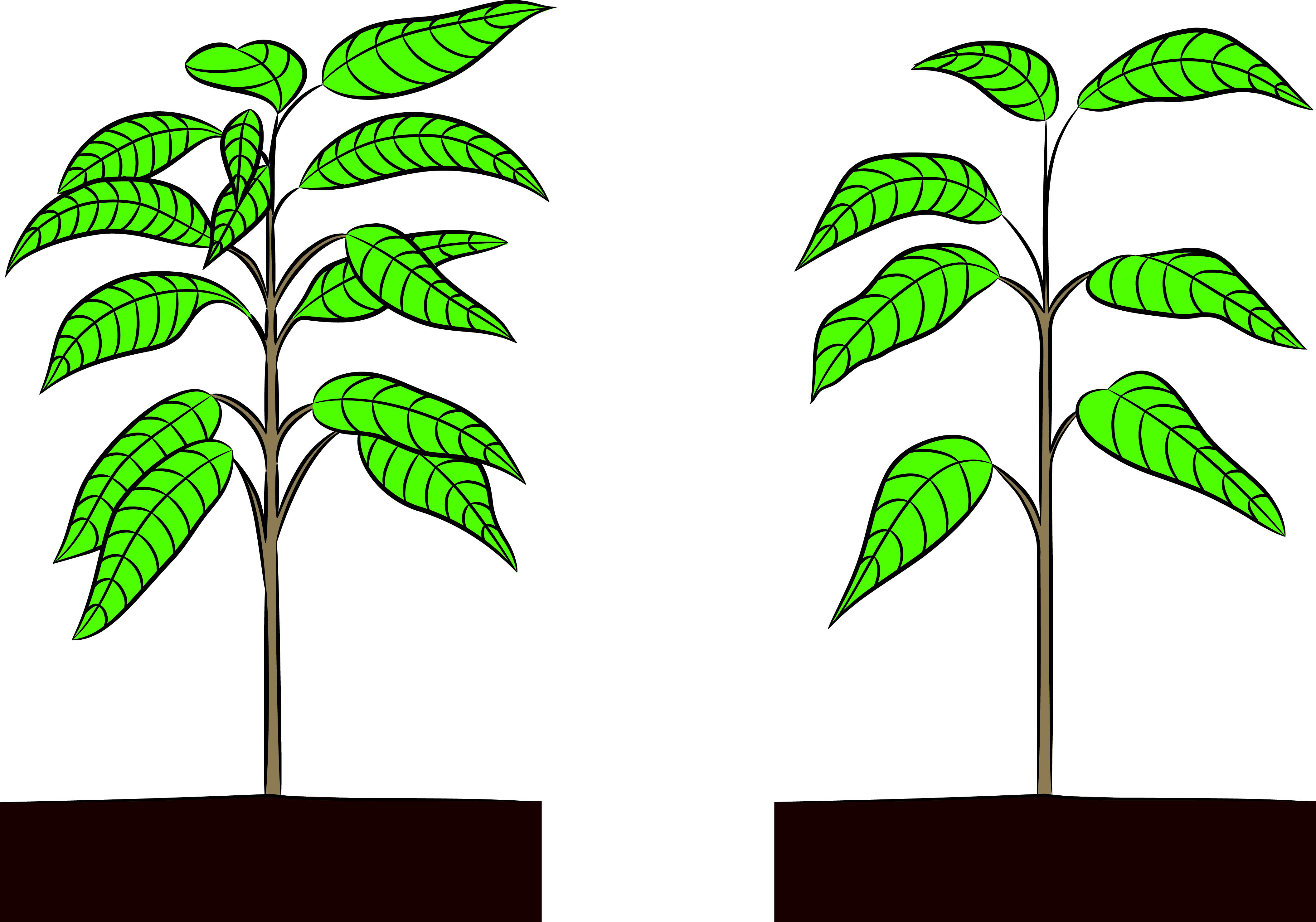 Cocoa leaf