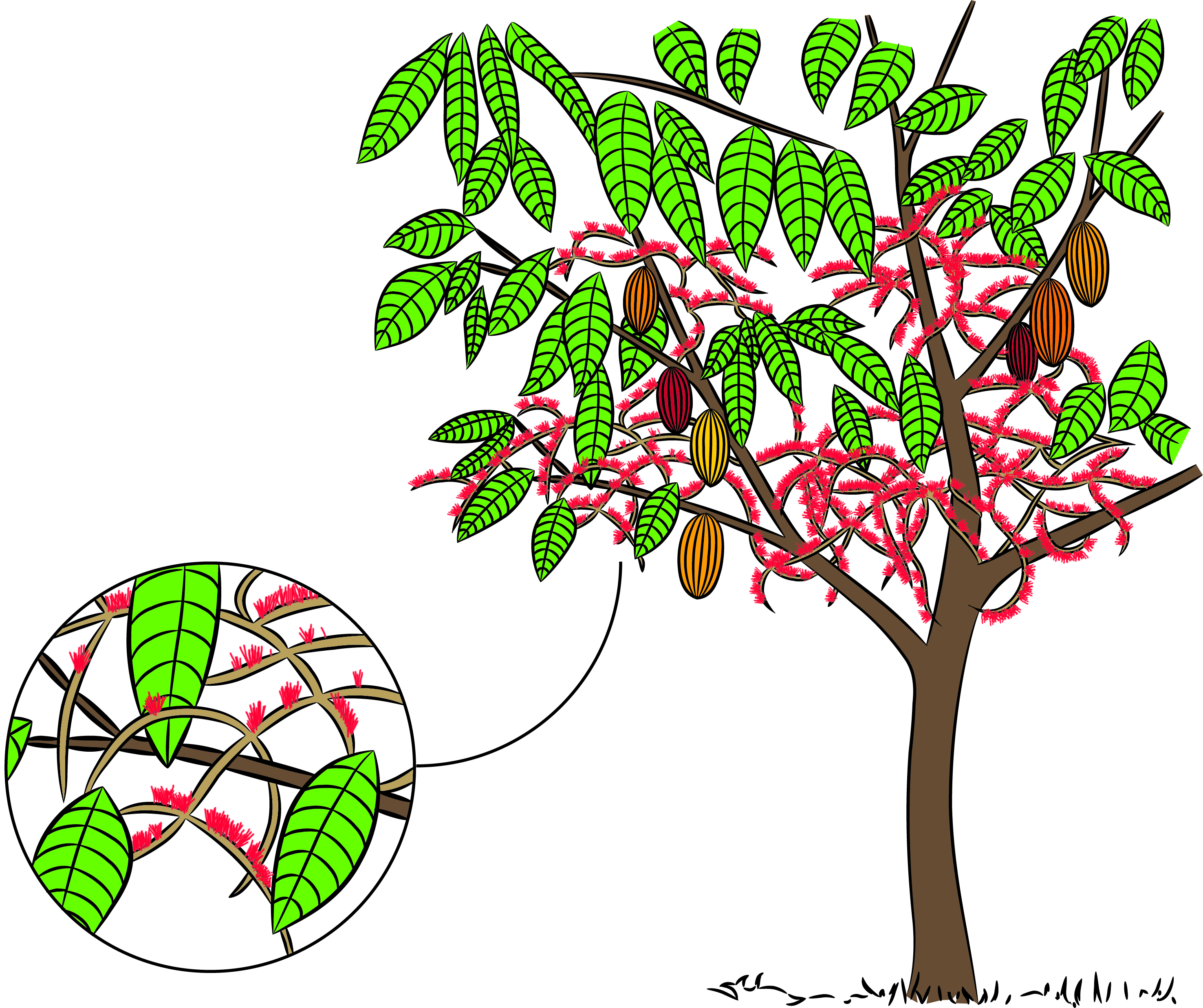 Cocoa mistletoes