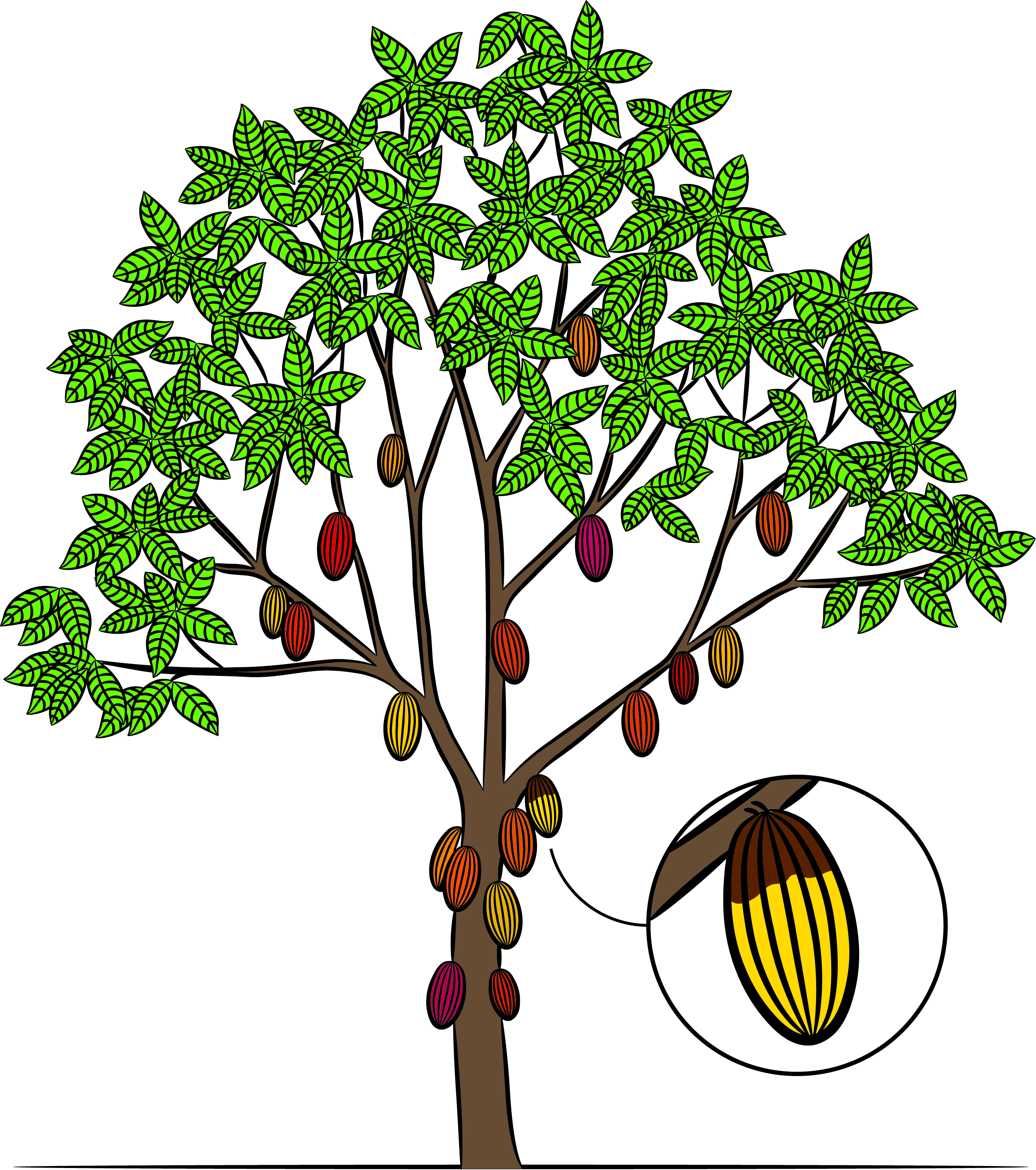 Cocoa phytophthora