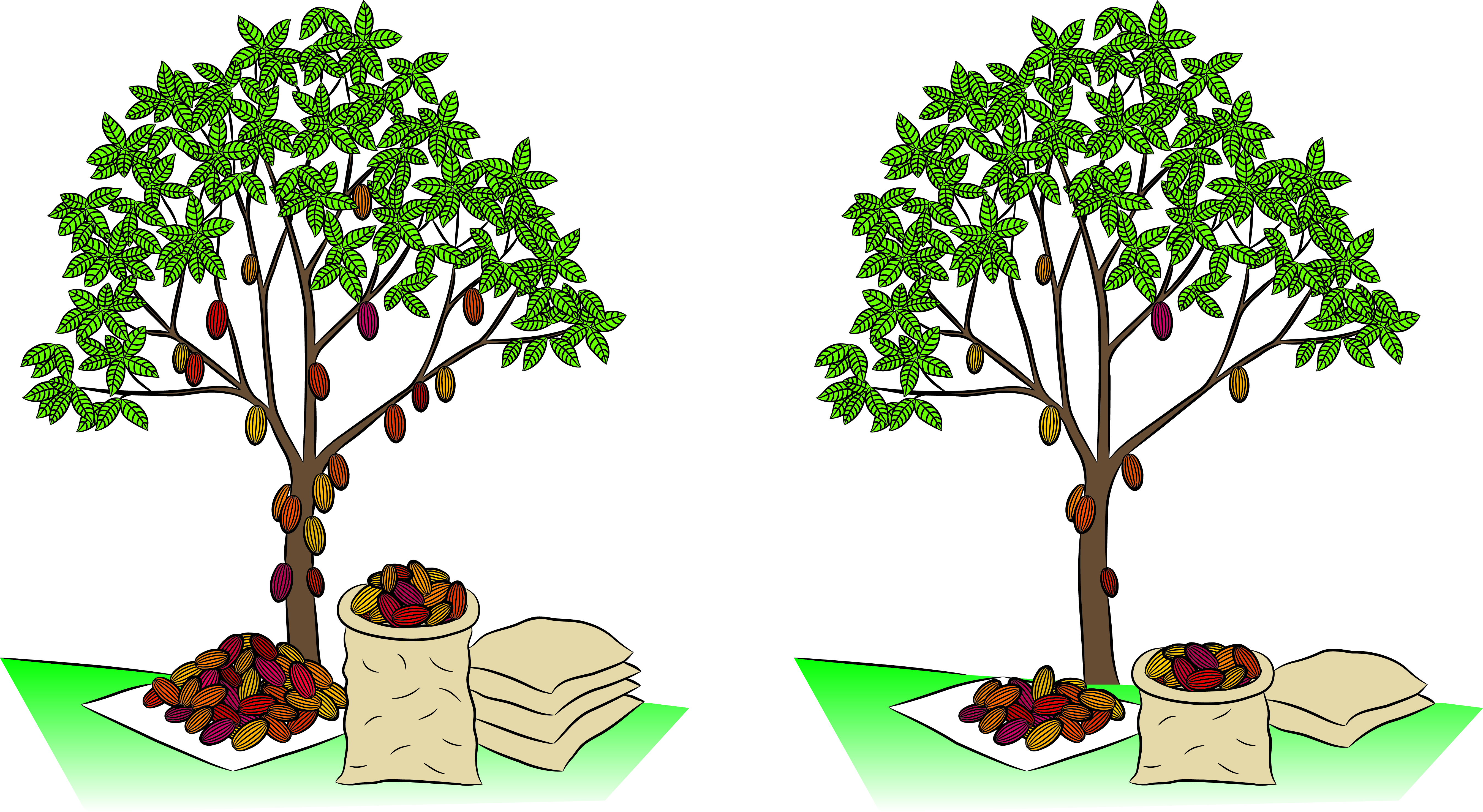 Cocoa yield