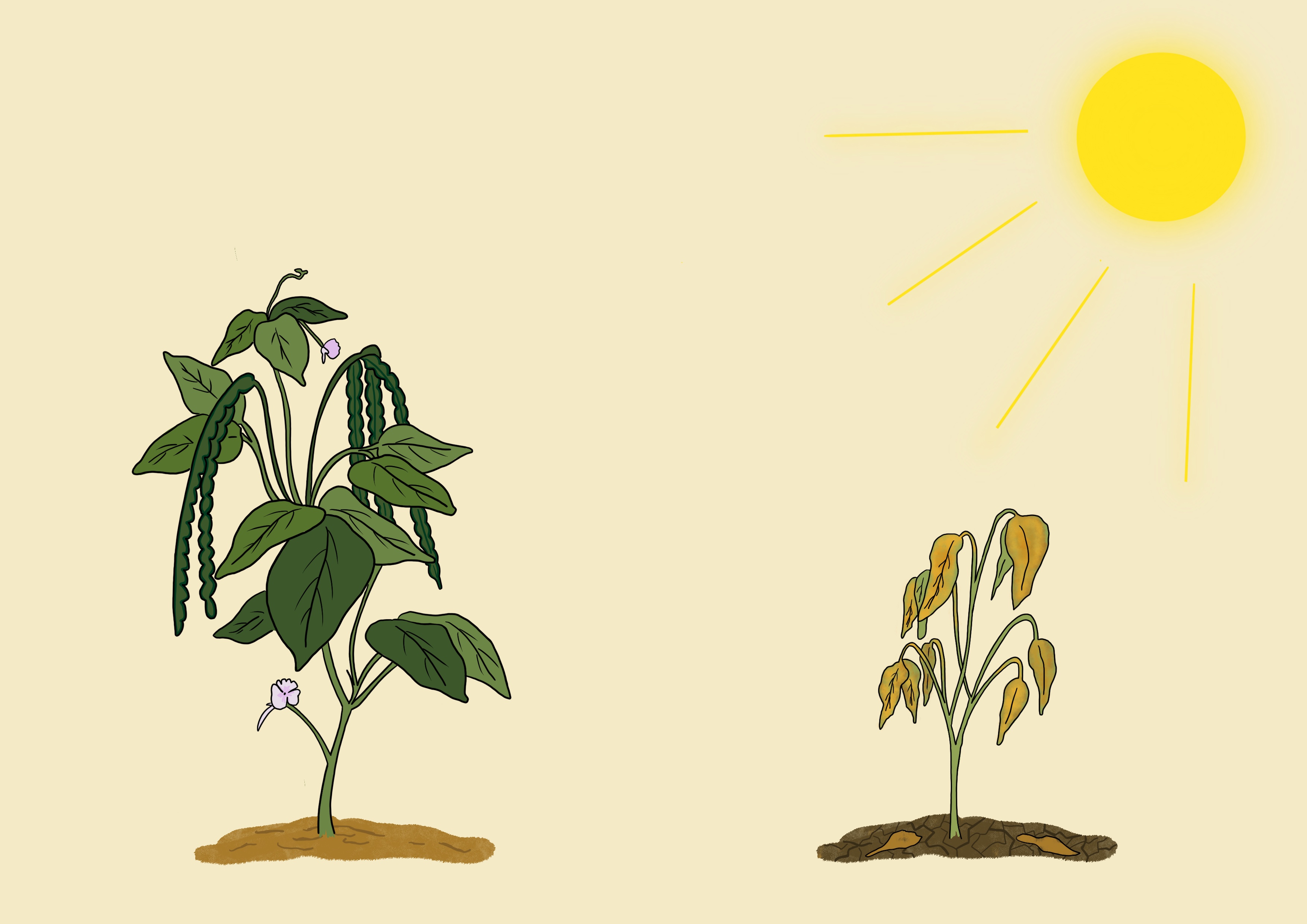 Cowpea drought