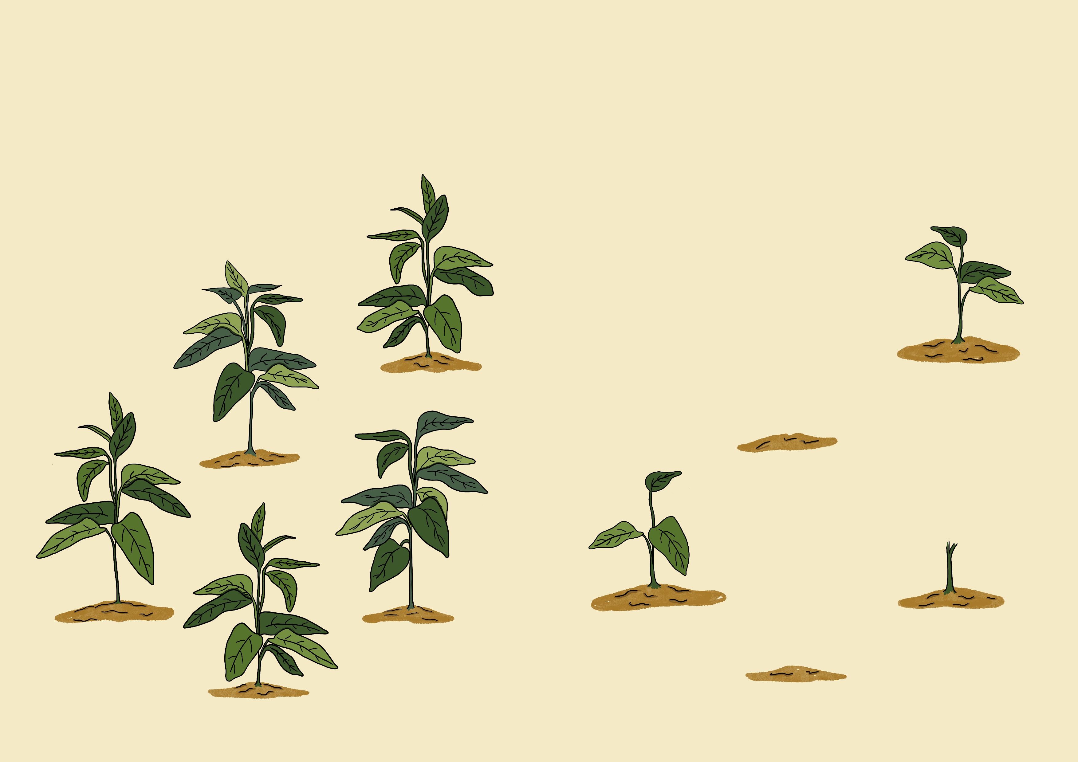 Cowpea germination