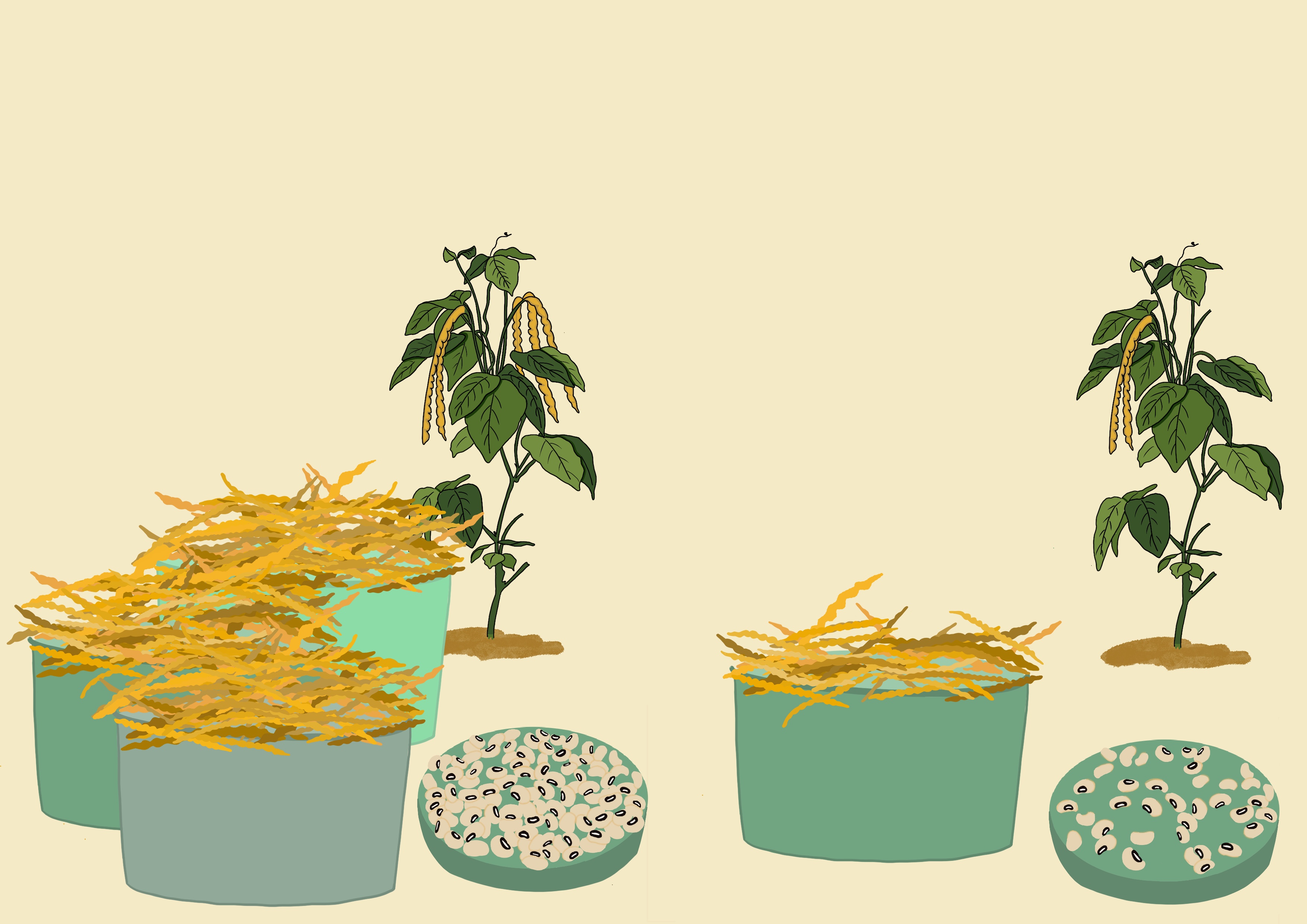 Cowpea grain yield