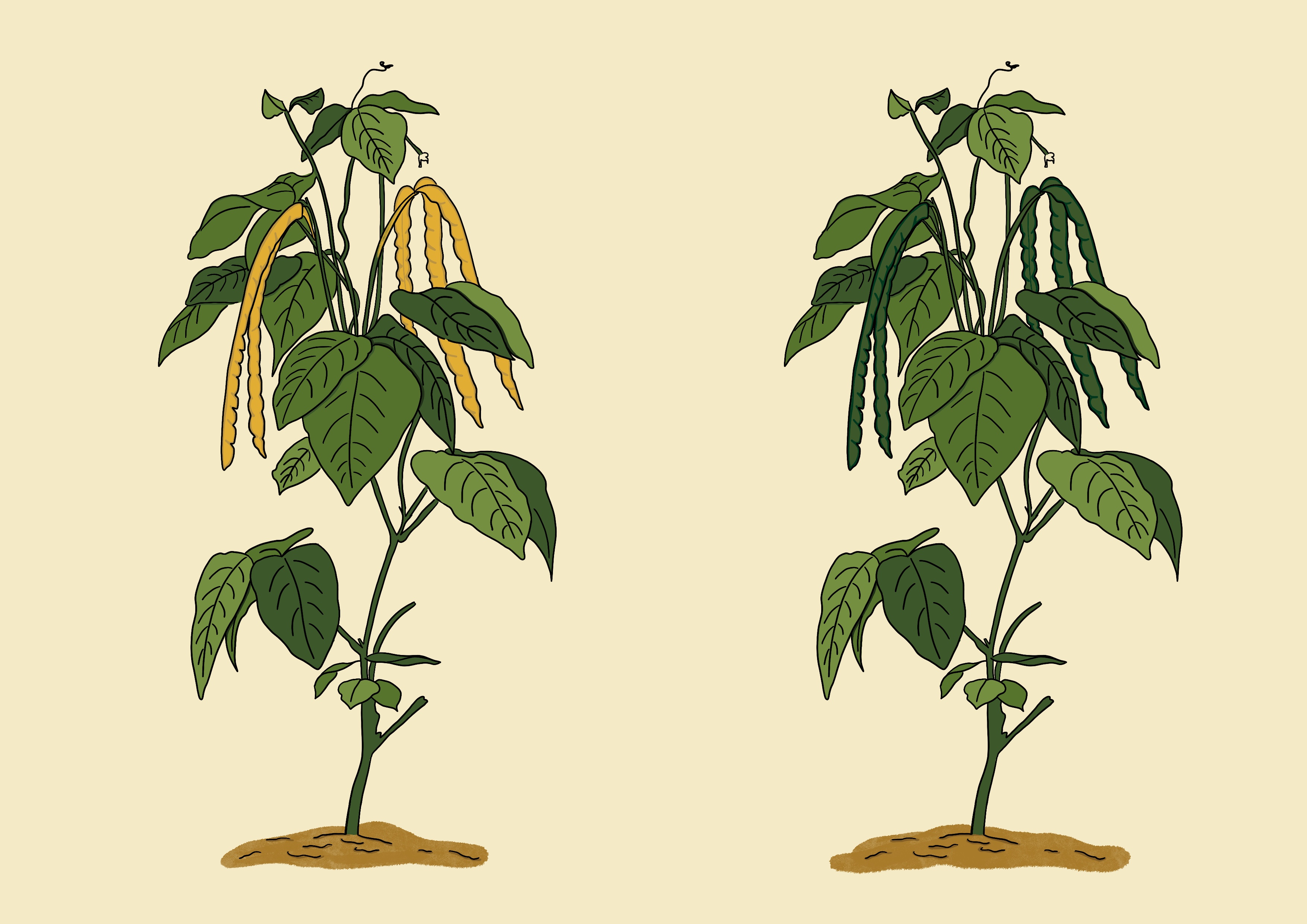 Cowpea maturity