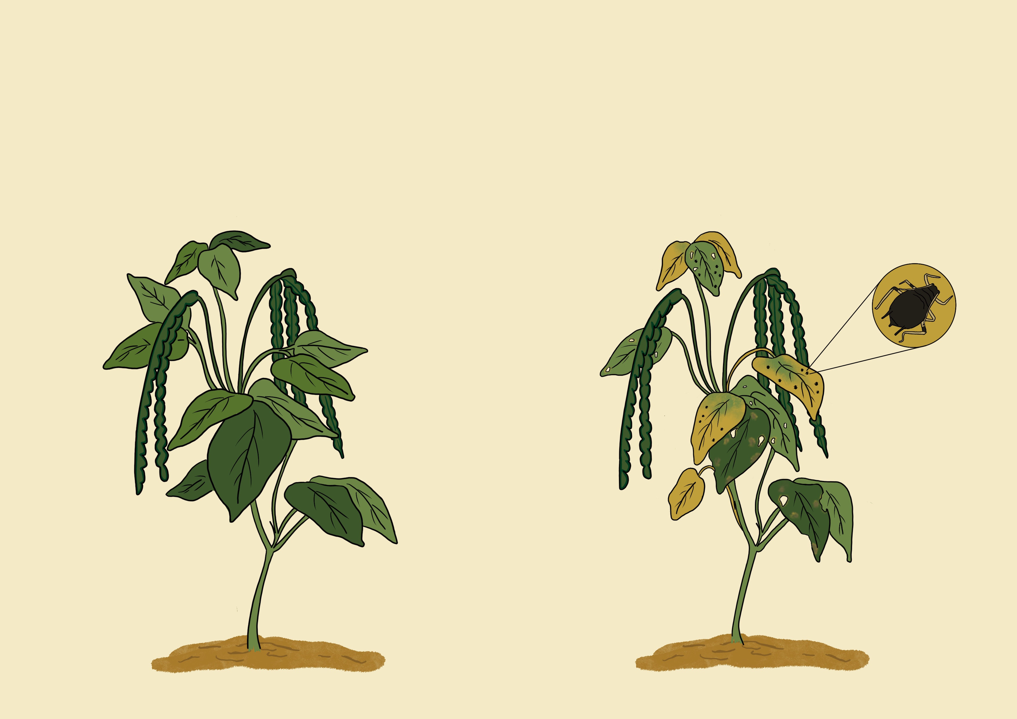 Cowpea pest resistance