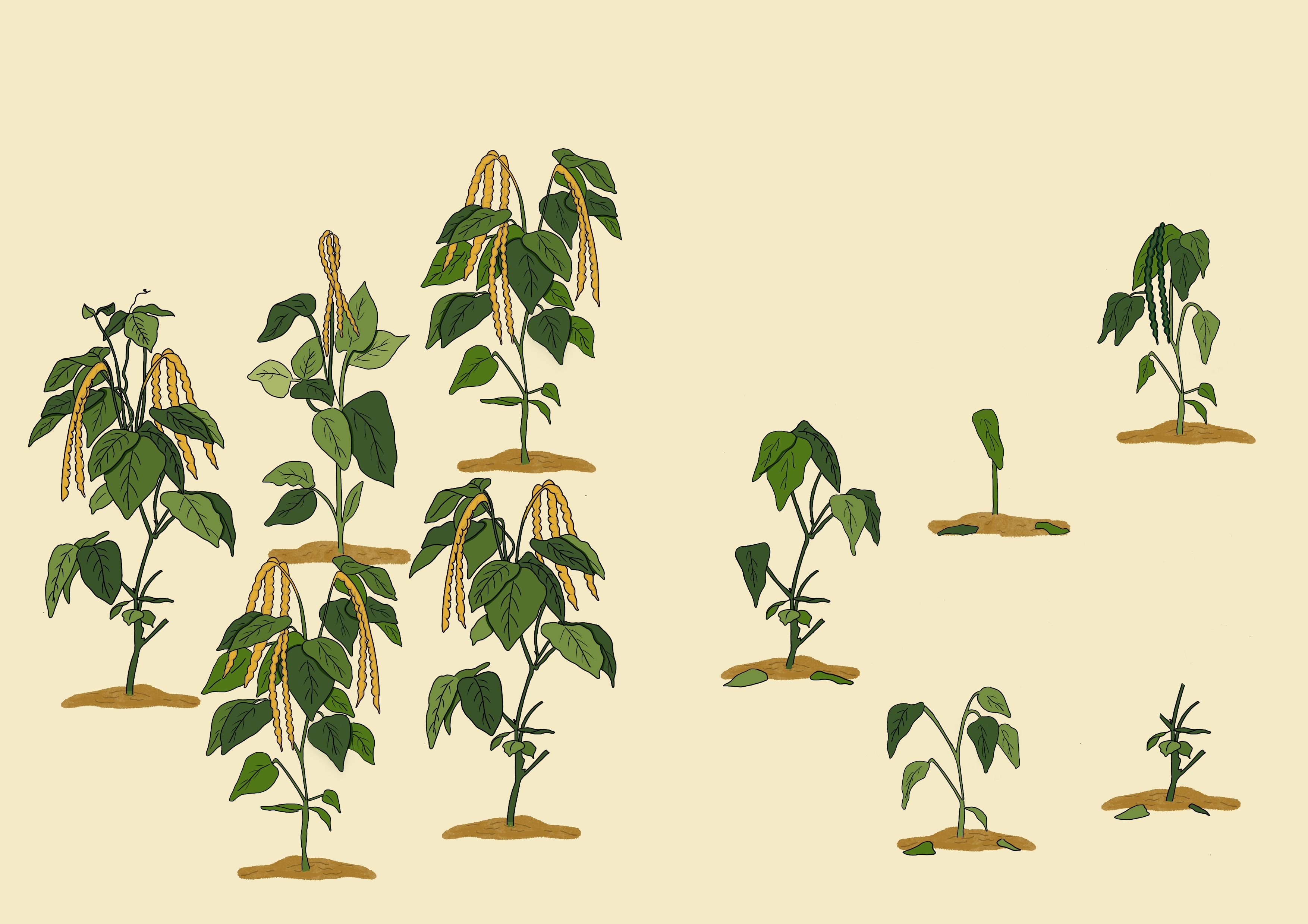Cowpea plant survival