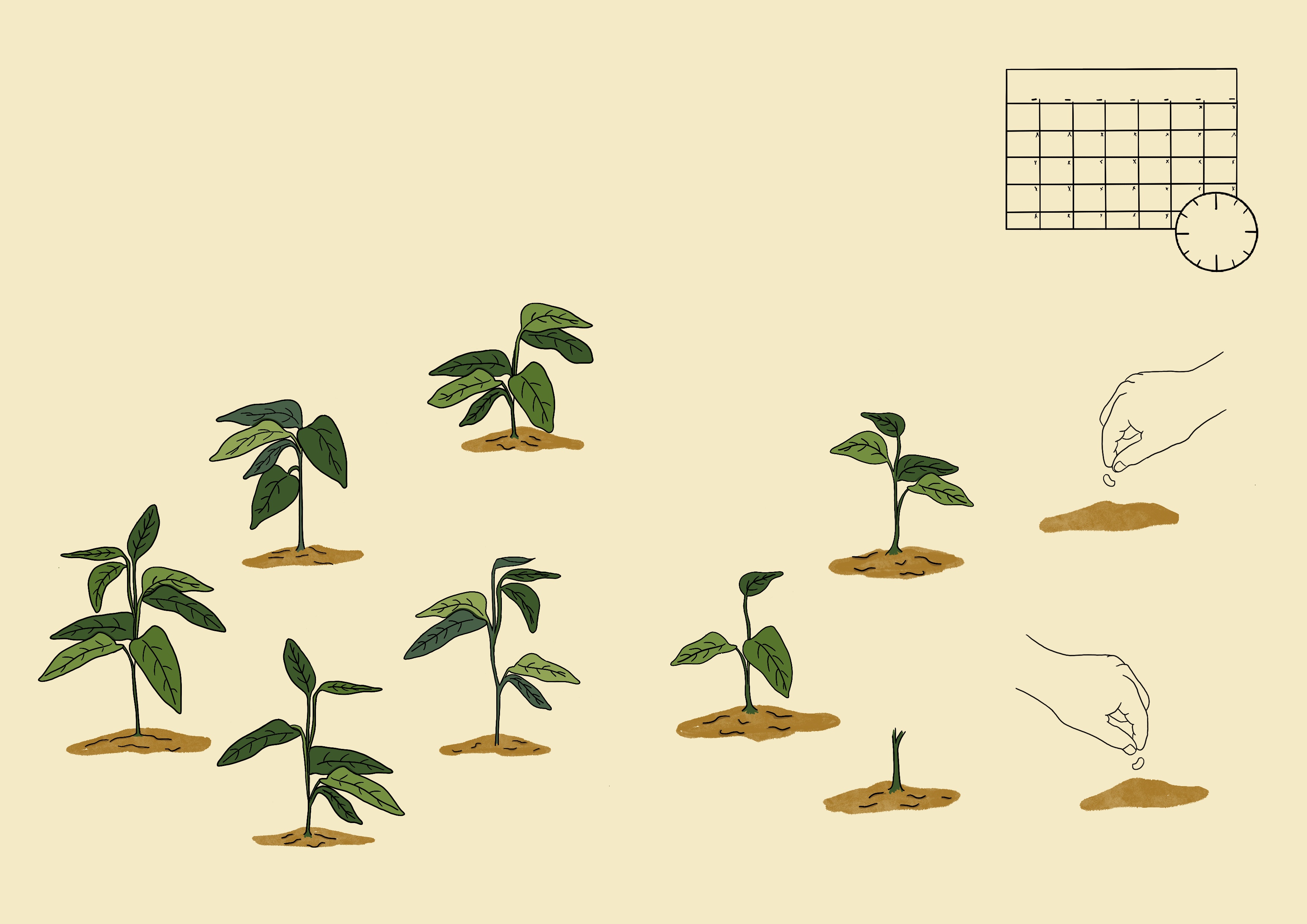 Cowpea replanting