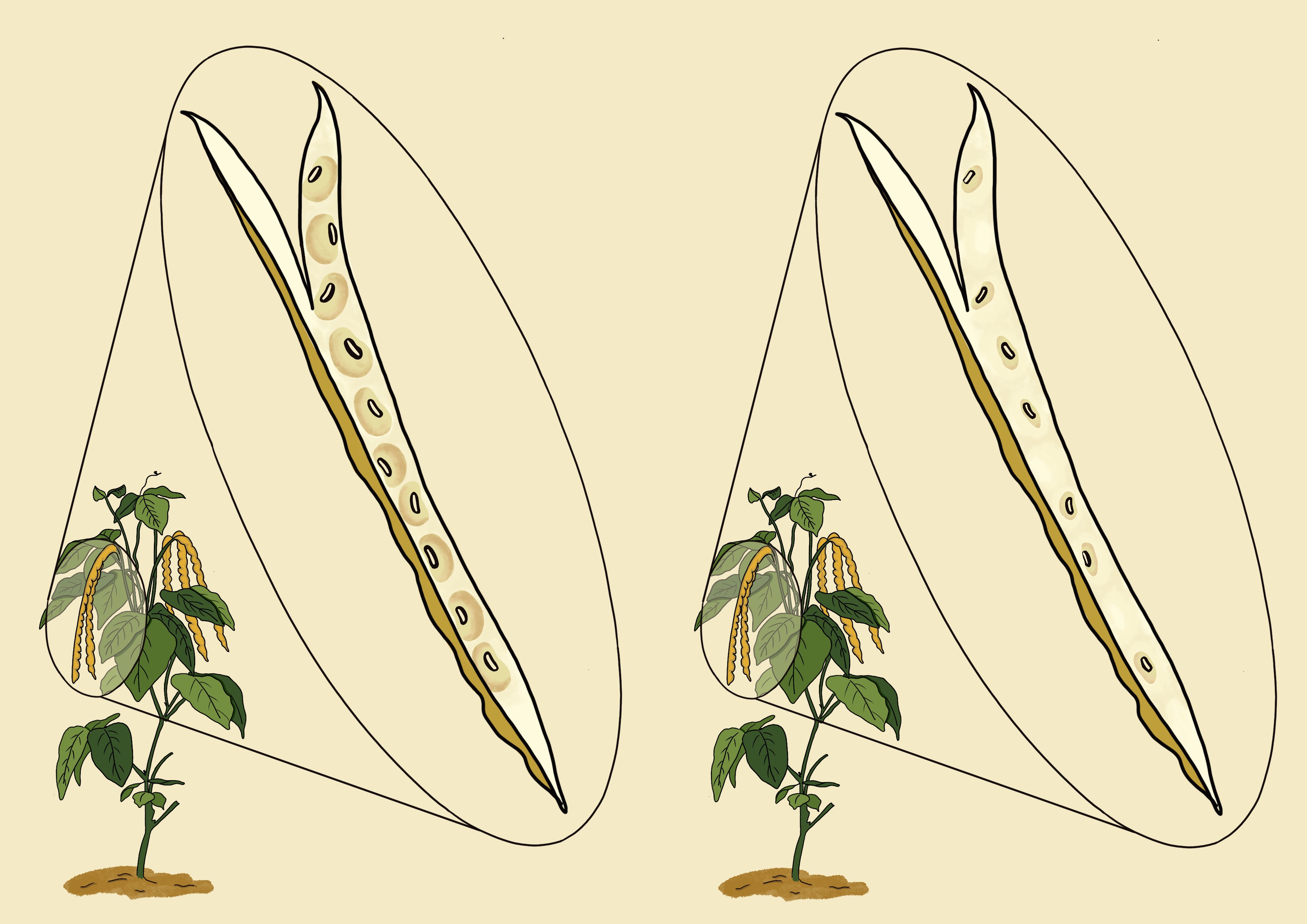 Cowpea seed size