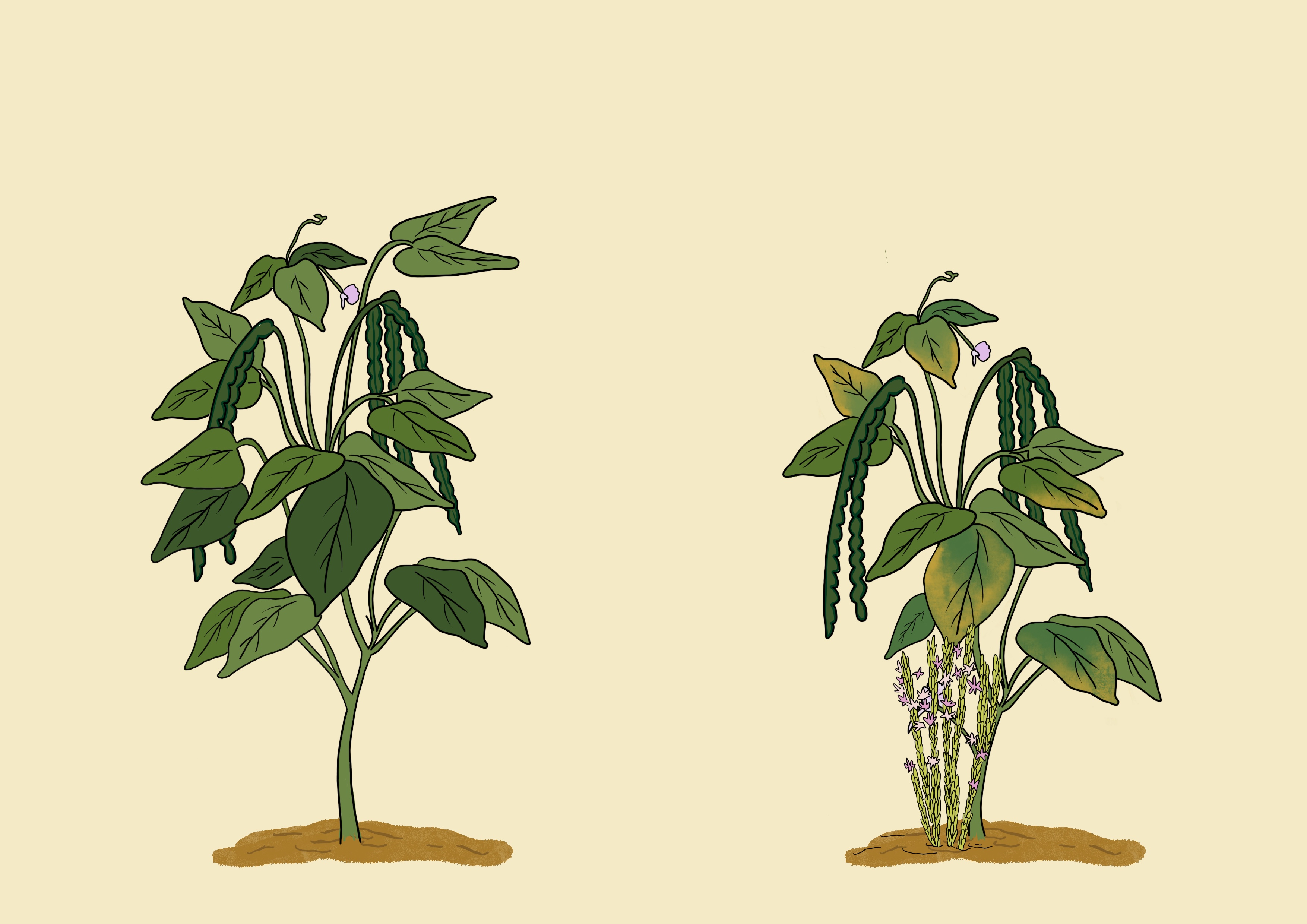 Cowpea striga