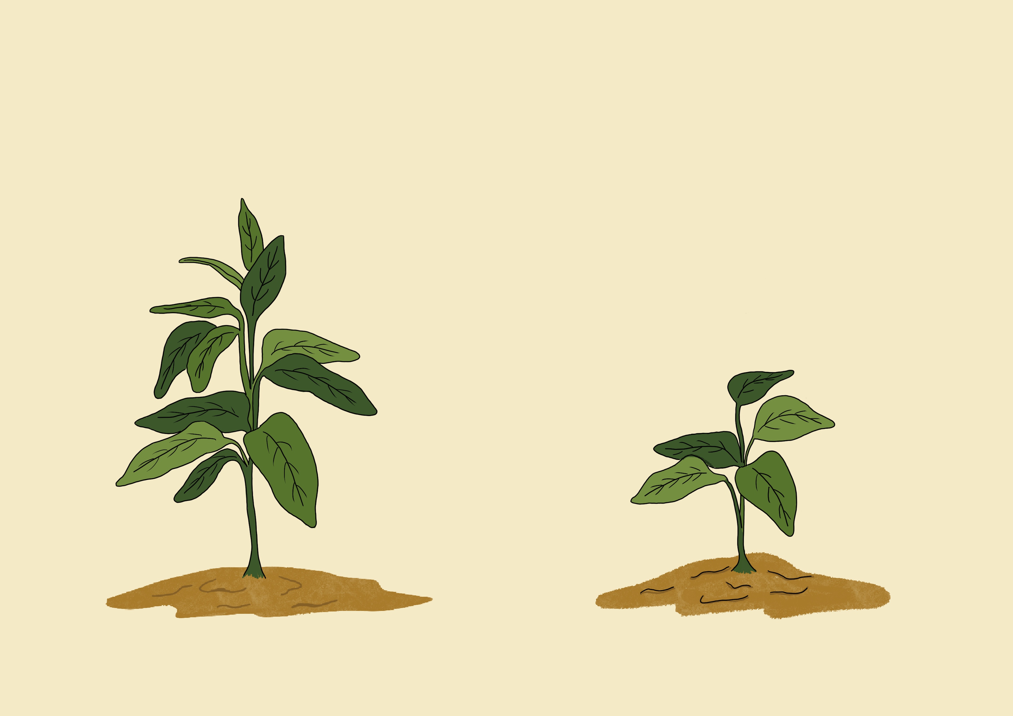 Cowpea vigor
