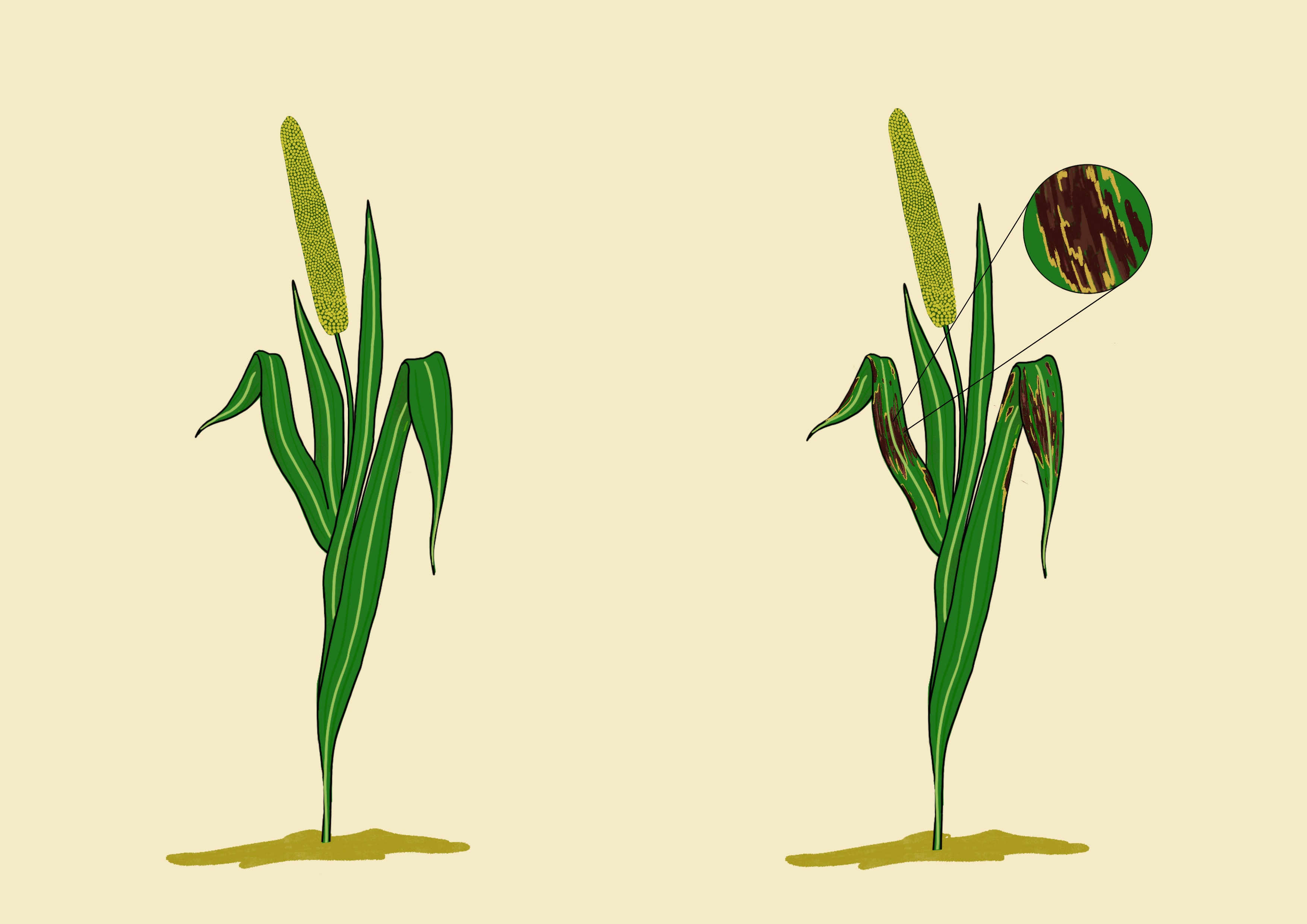 Millet disease