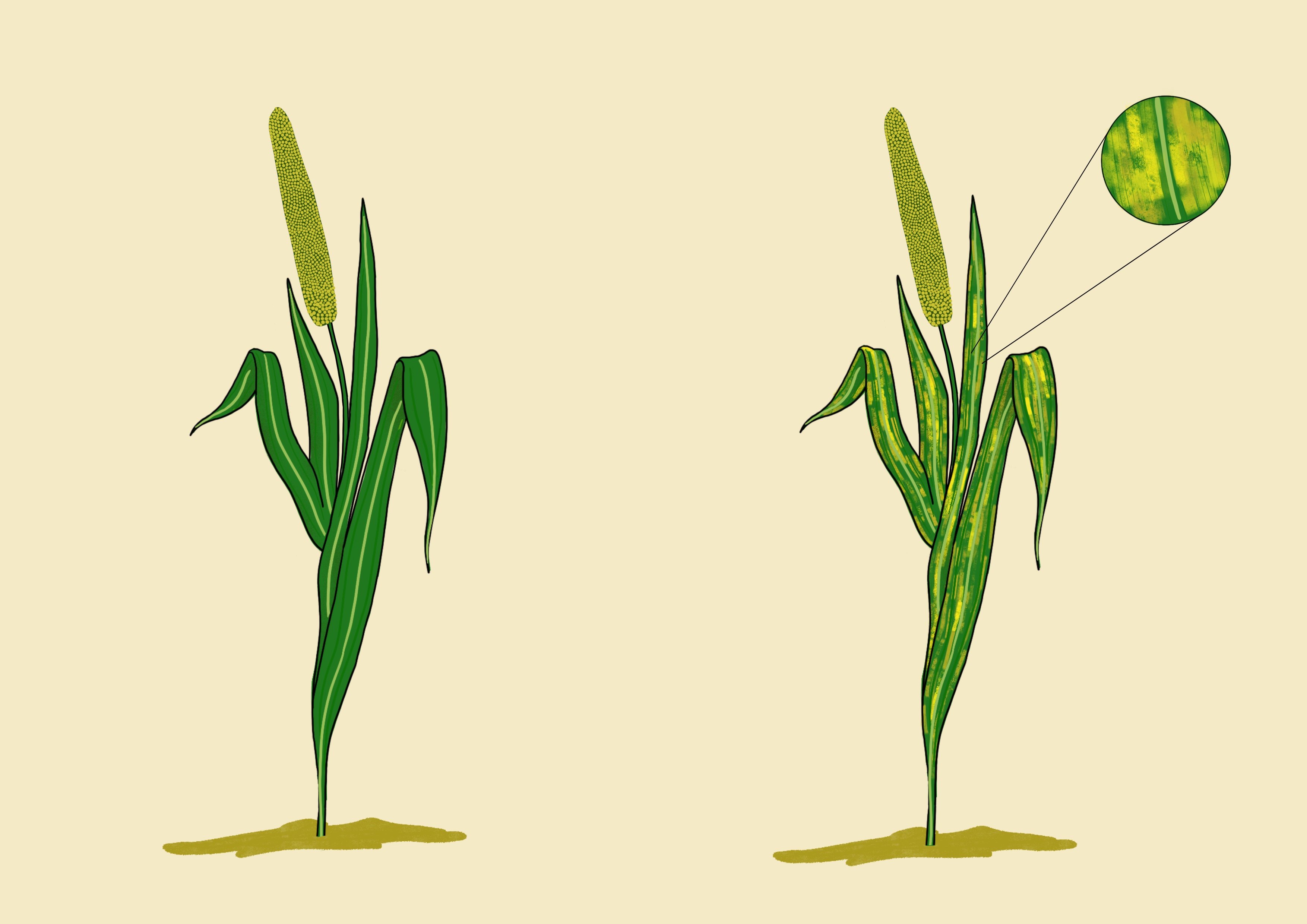 Millet downy mildew resistance