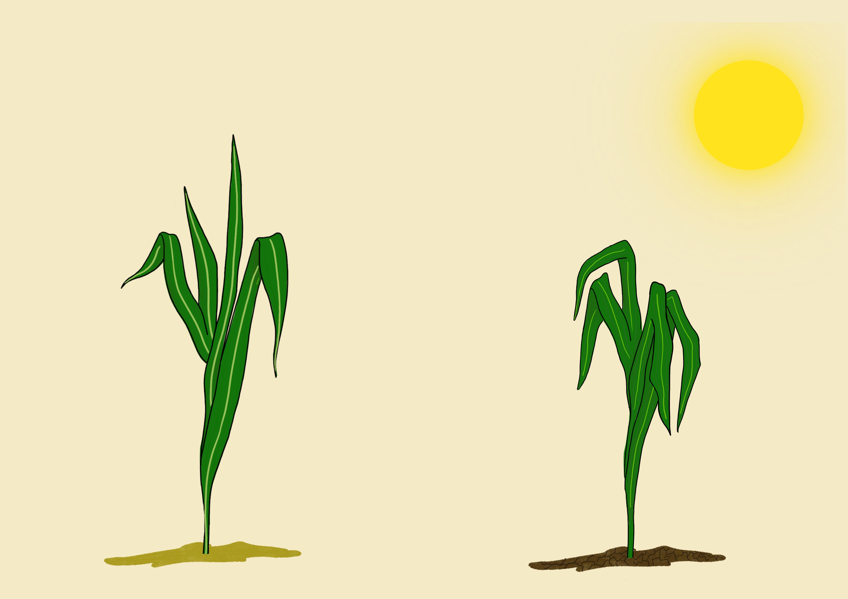 Millet drought resistance