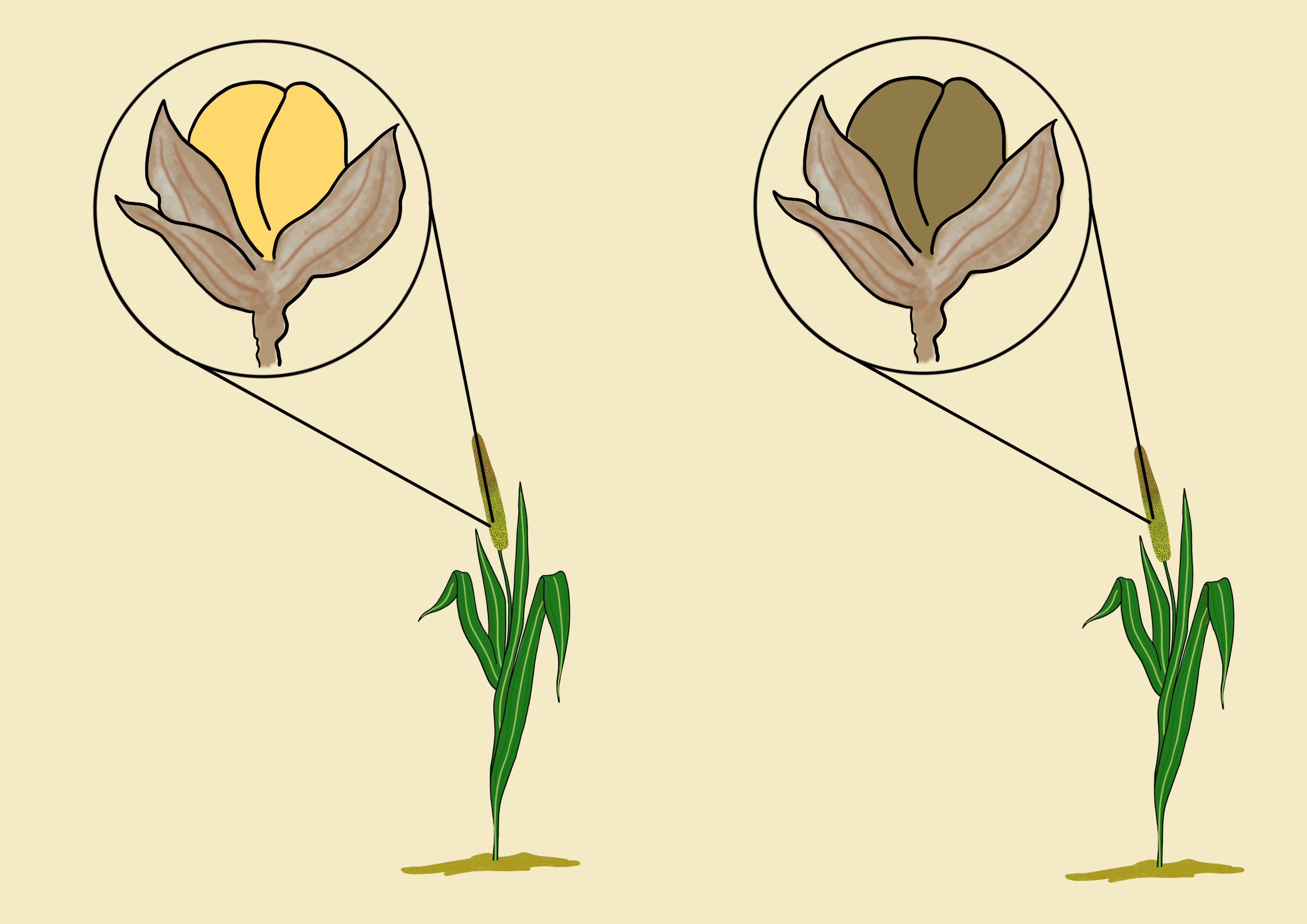 Millet grain color
