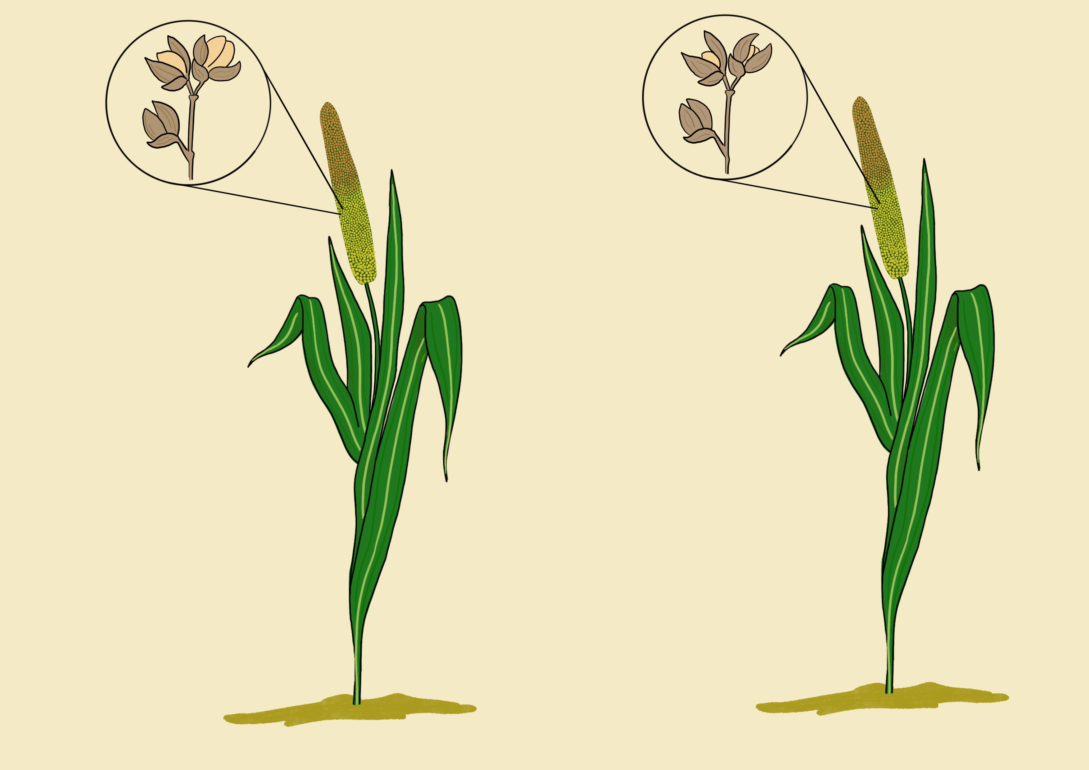 Millet grain size