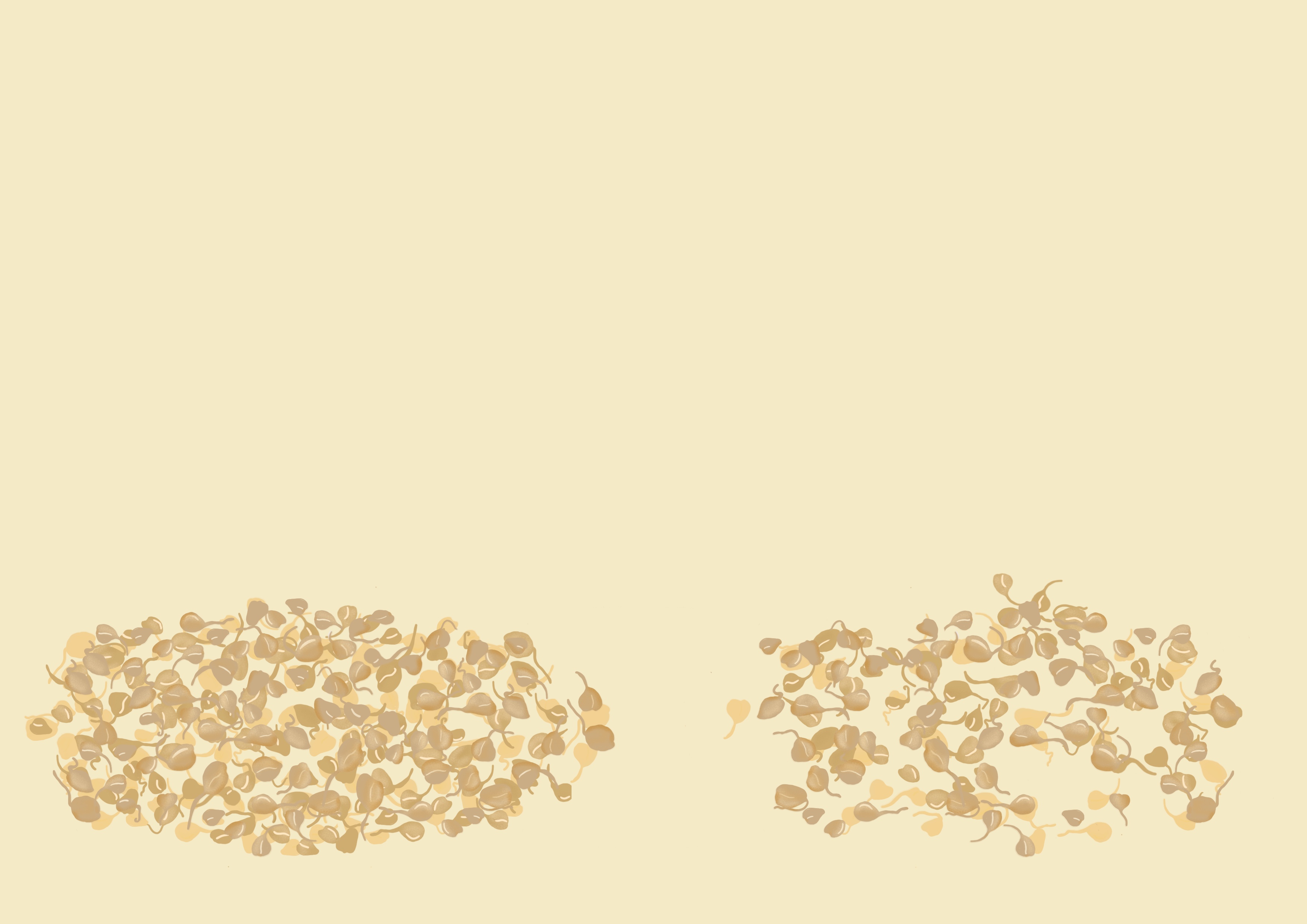 Millet malting quality