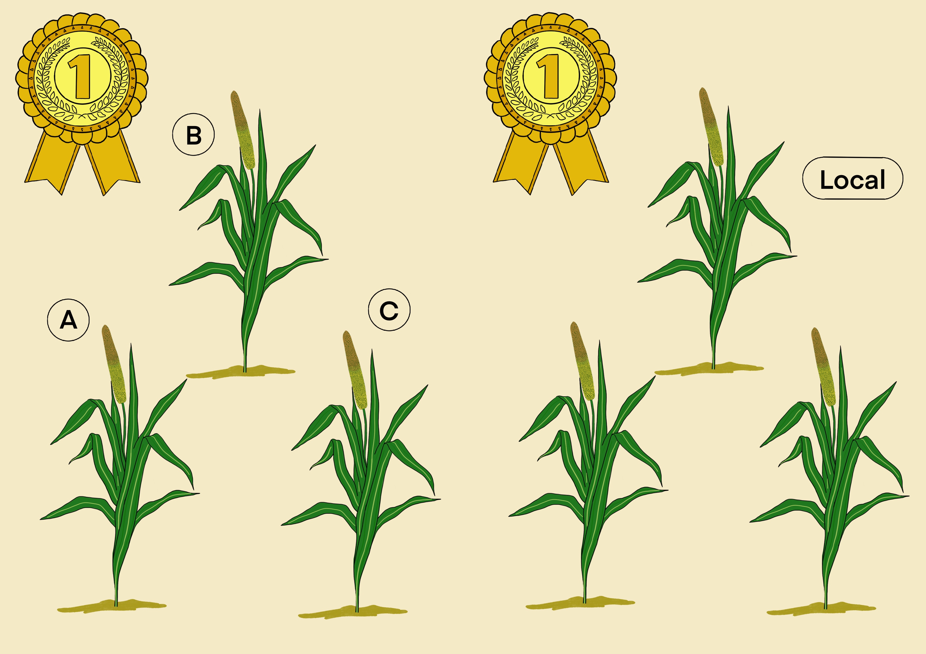 Millet overall vs local