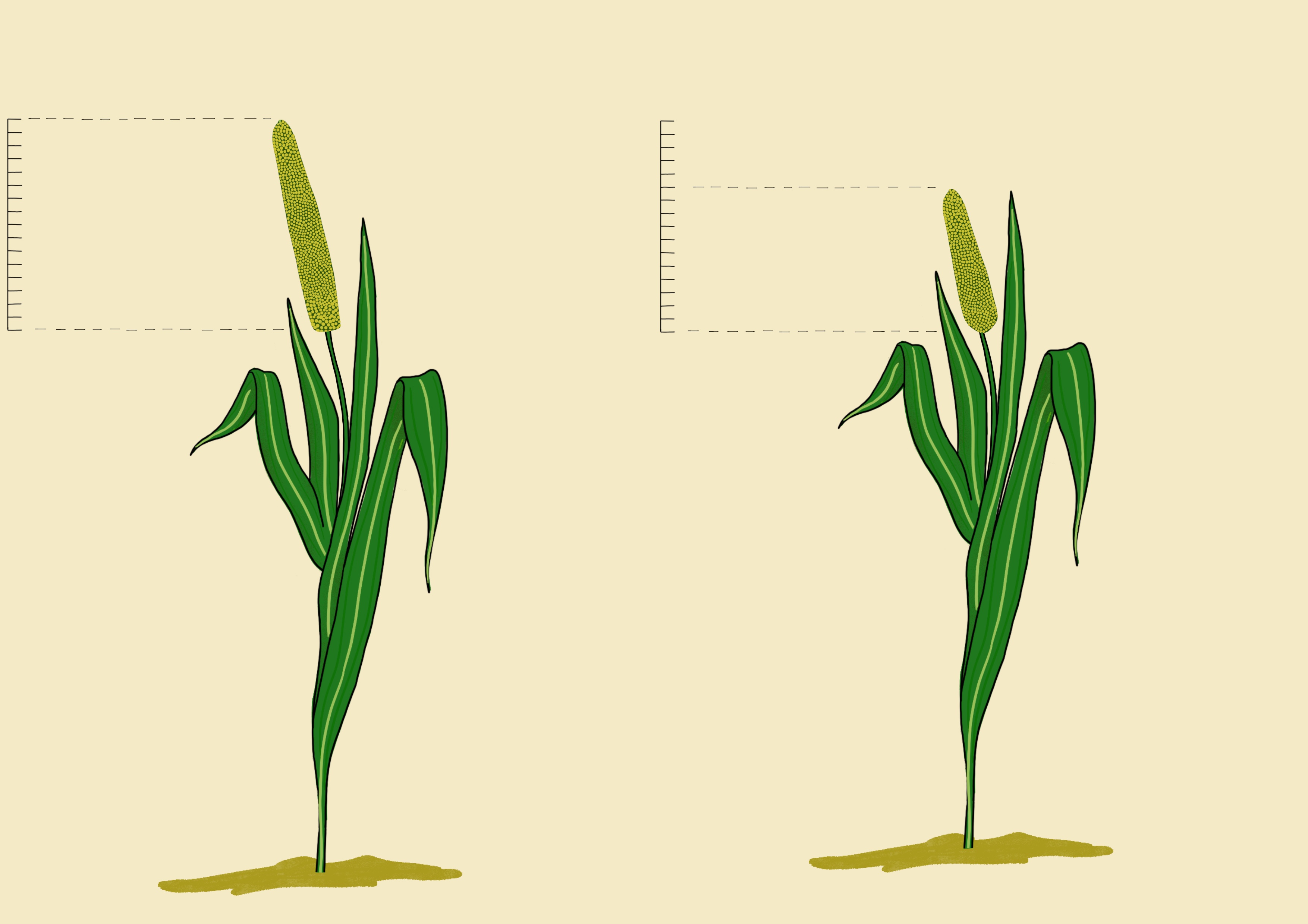 Millet panicle length
