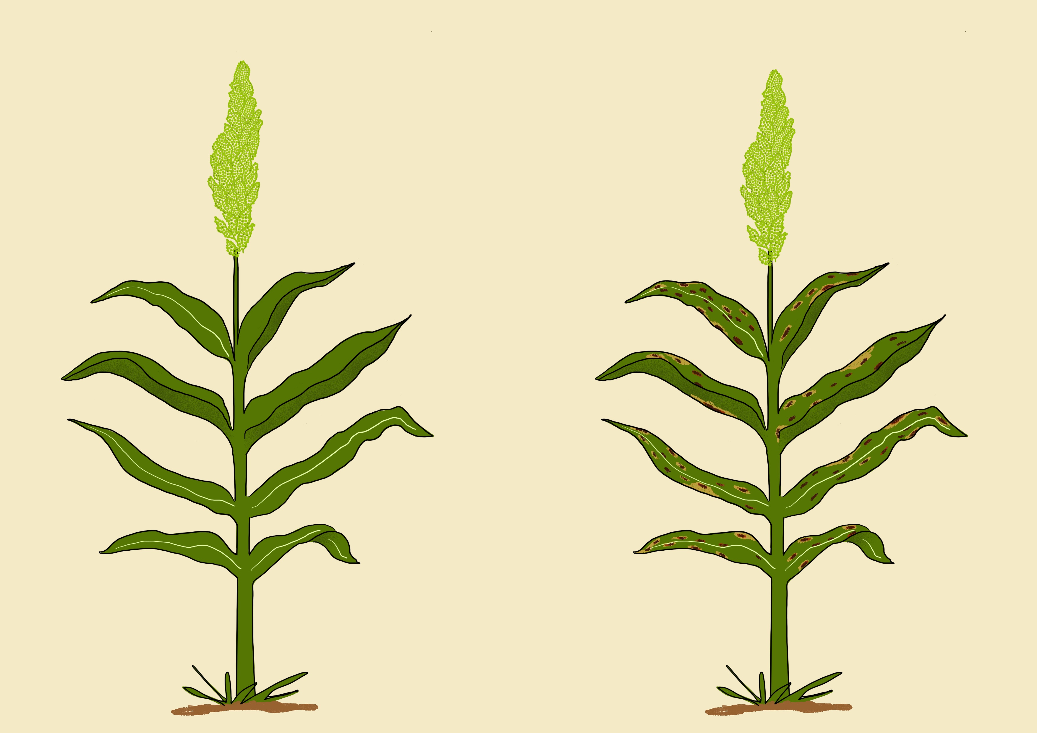 Sorghum antracnosis resistance