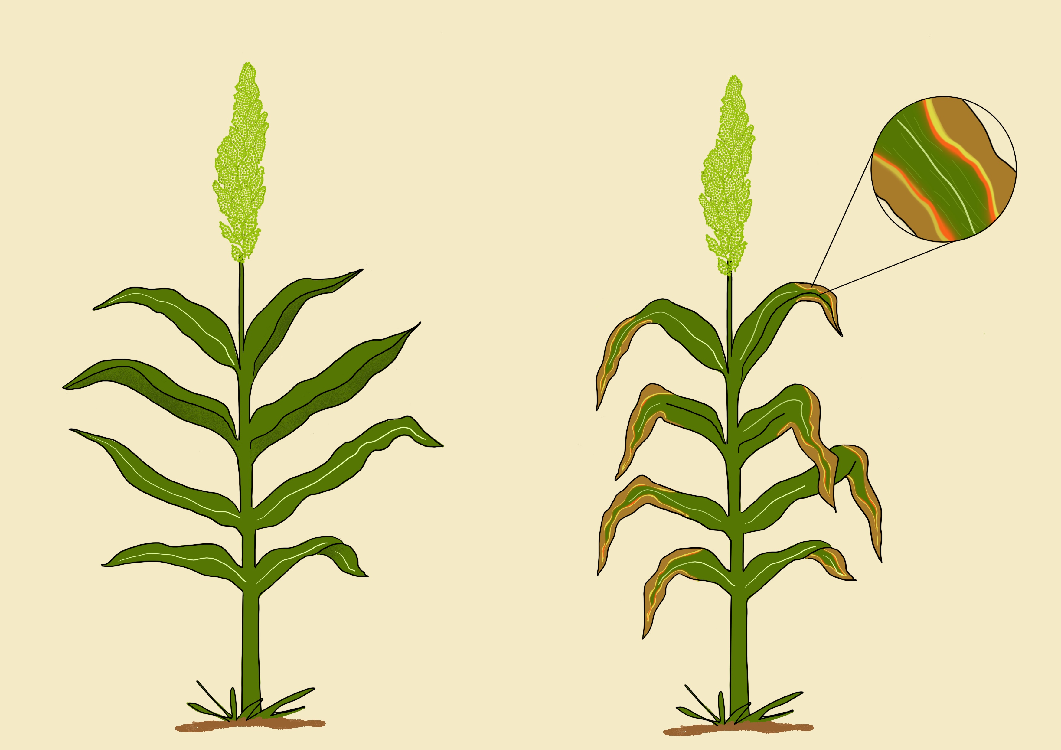 Sorghum disease tolerance