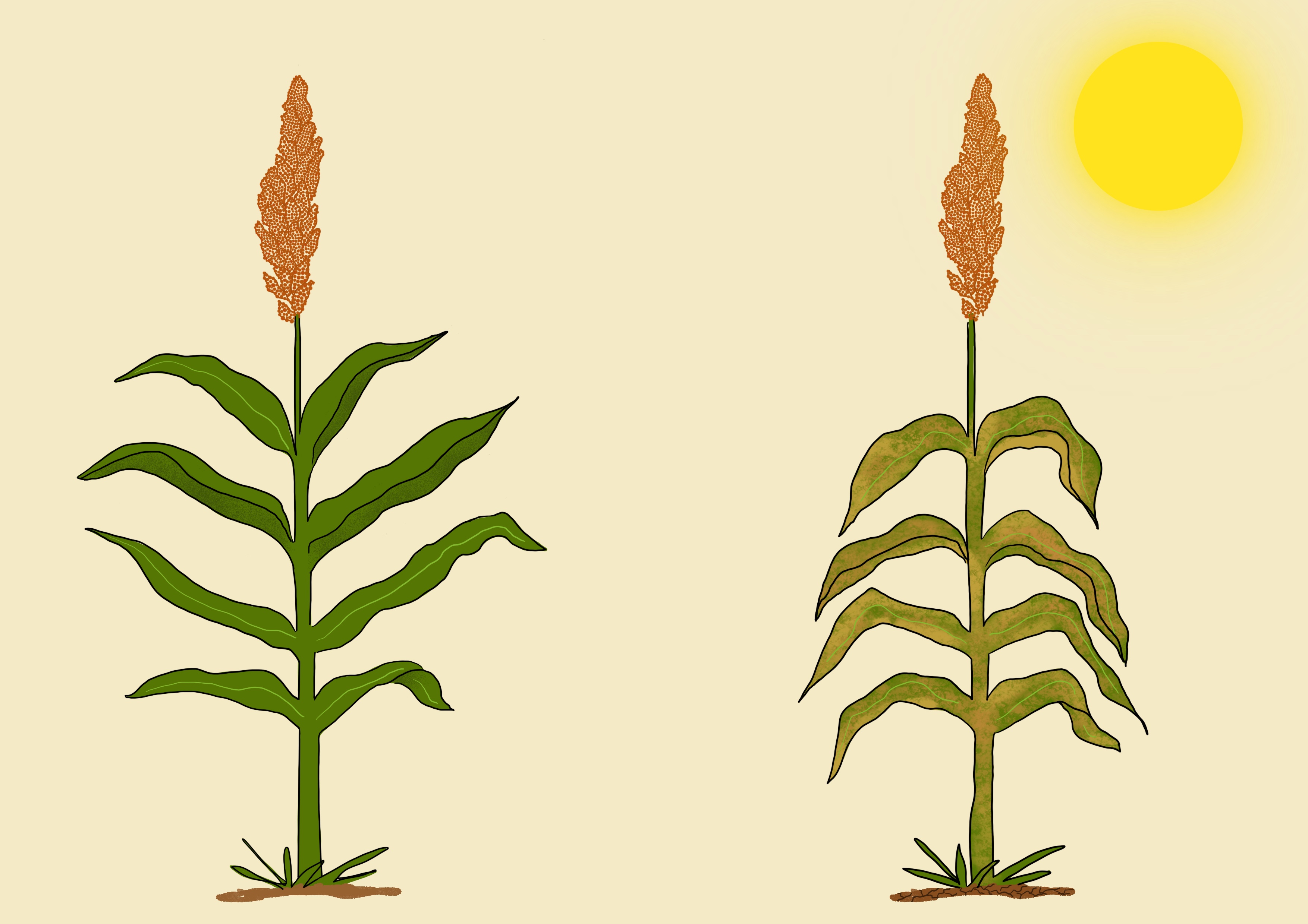 Sorghum drought tolerance
