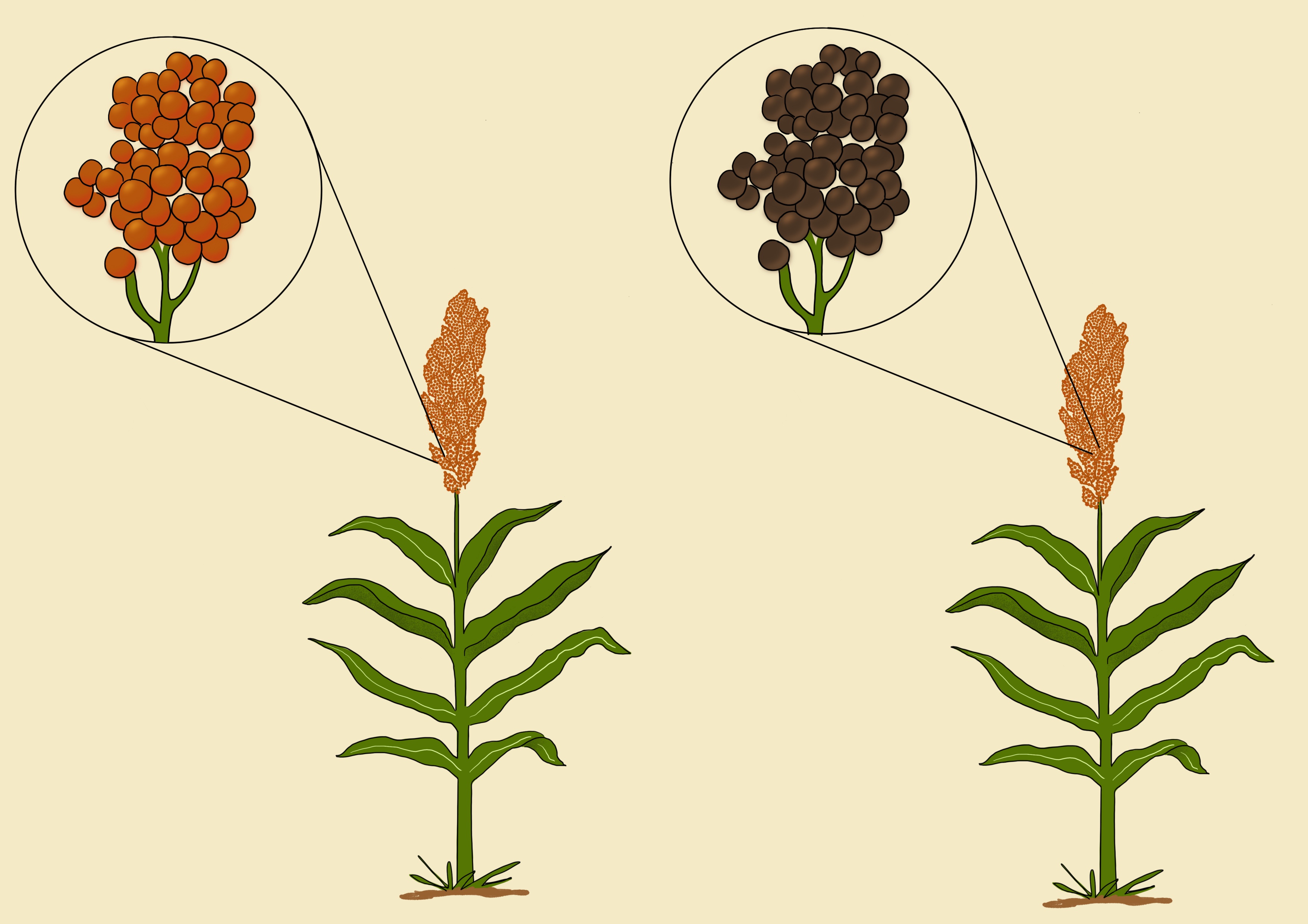 Sorghum grain color