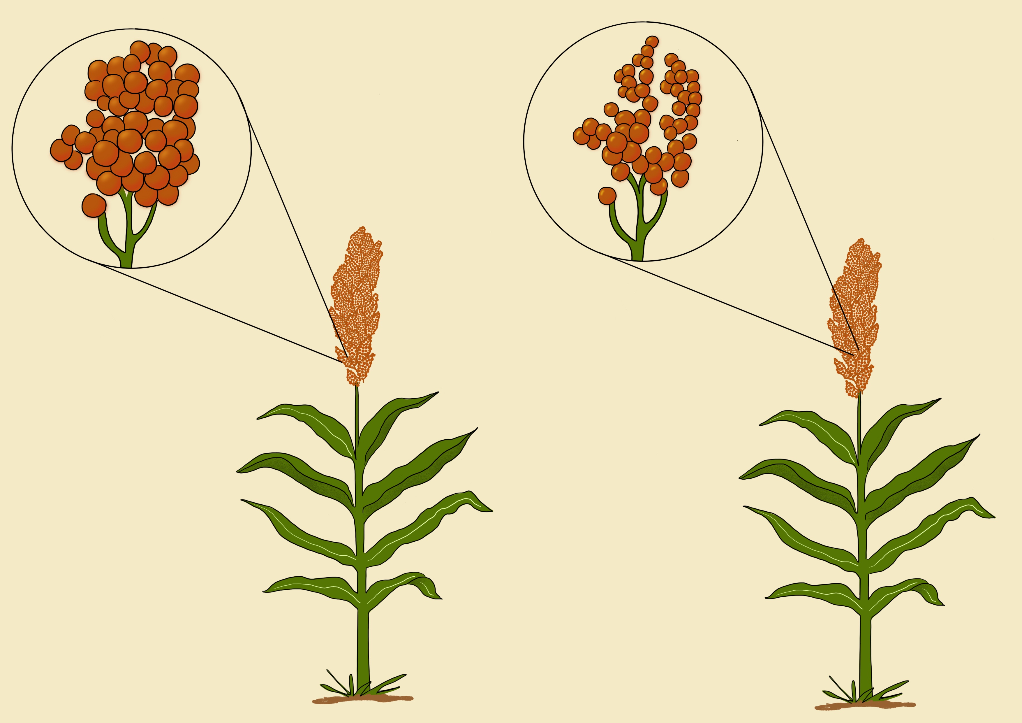 Sorghum grain size