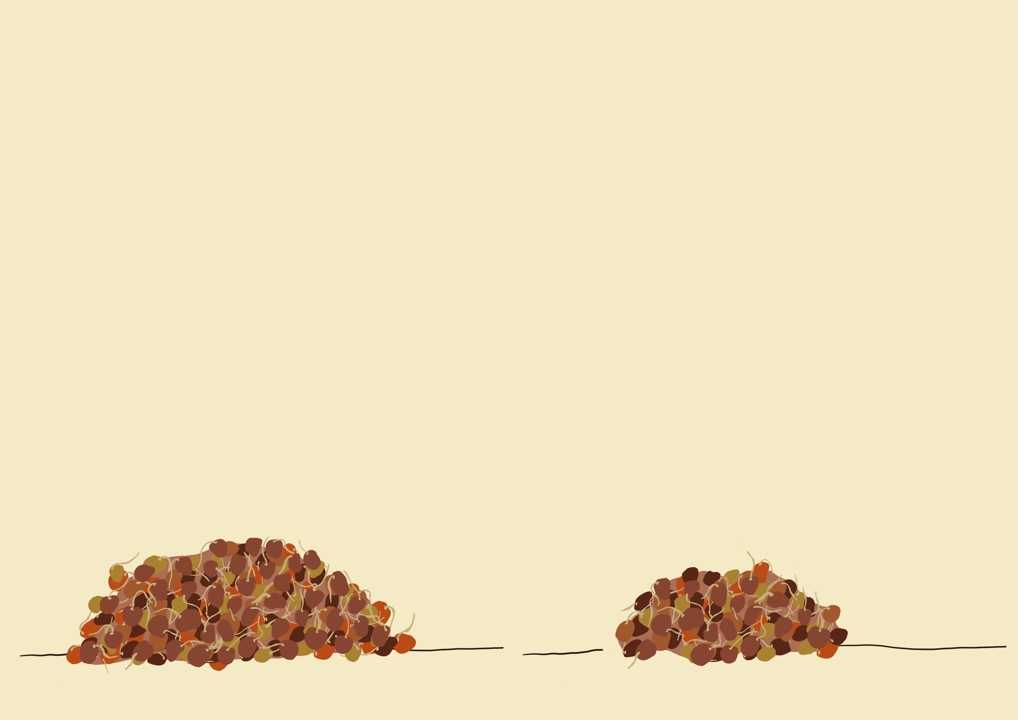 Sorghum malting quality