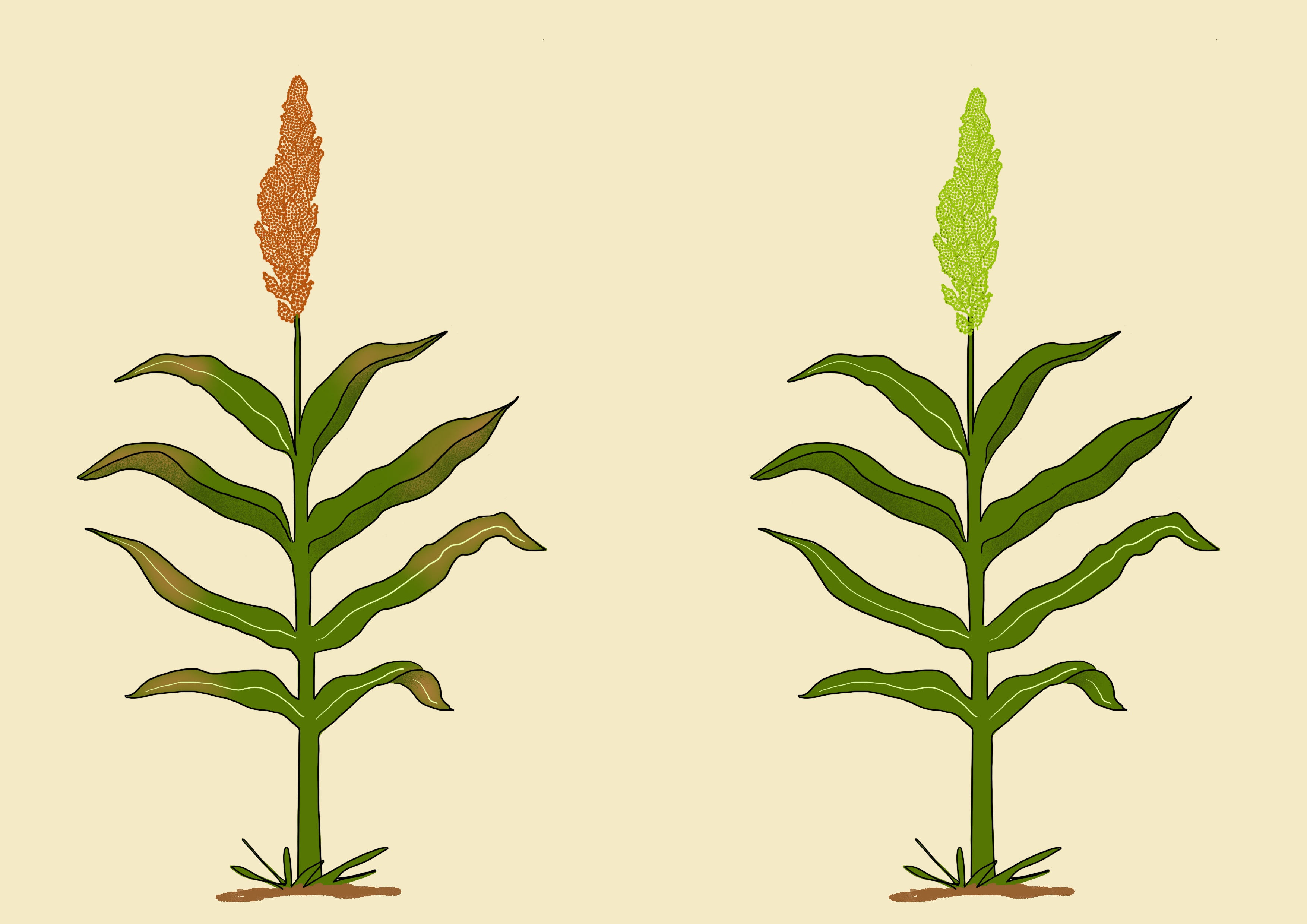 Sorghum maturity