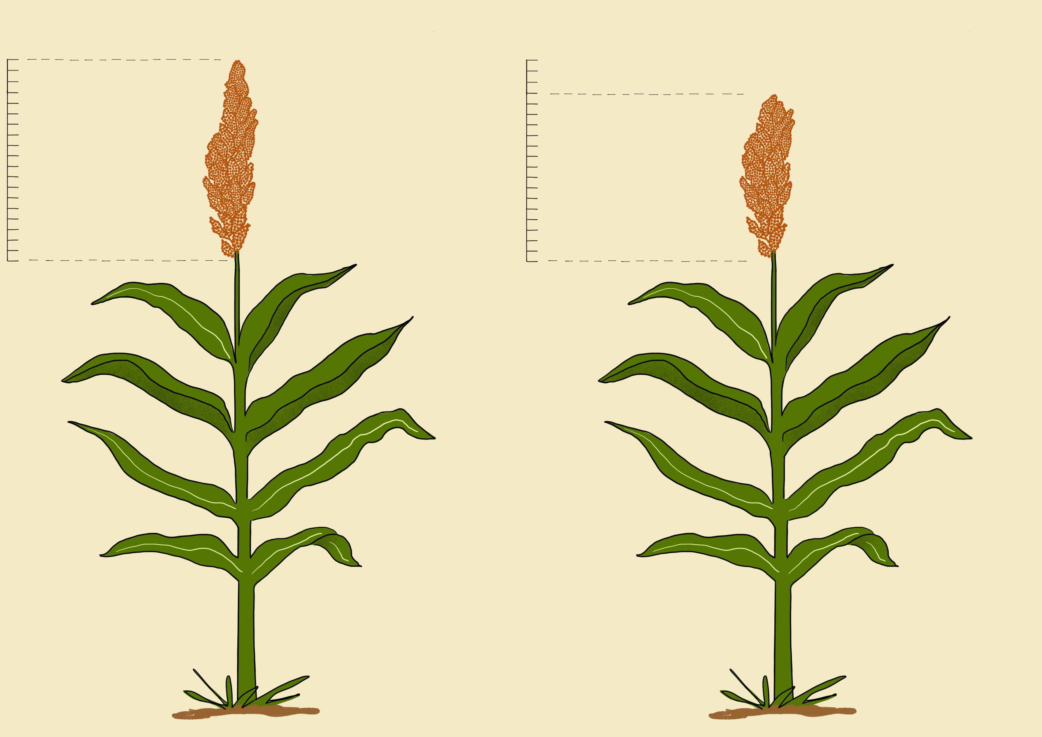 Sorghum panicle length
