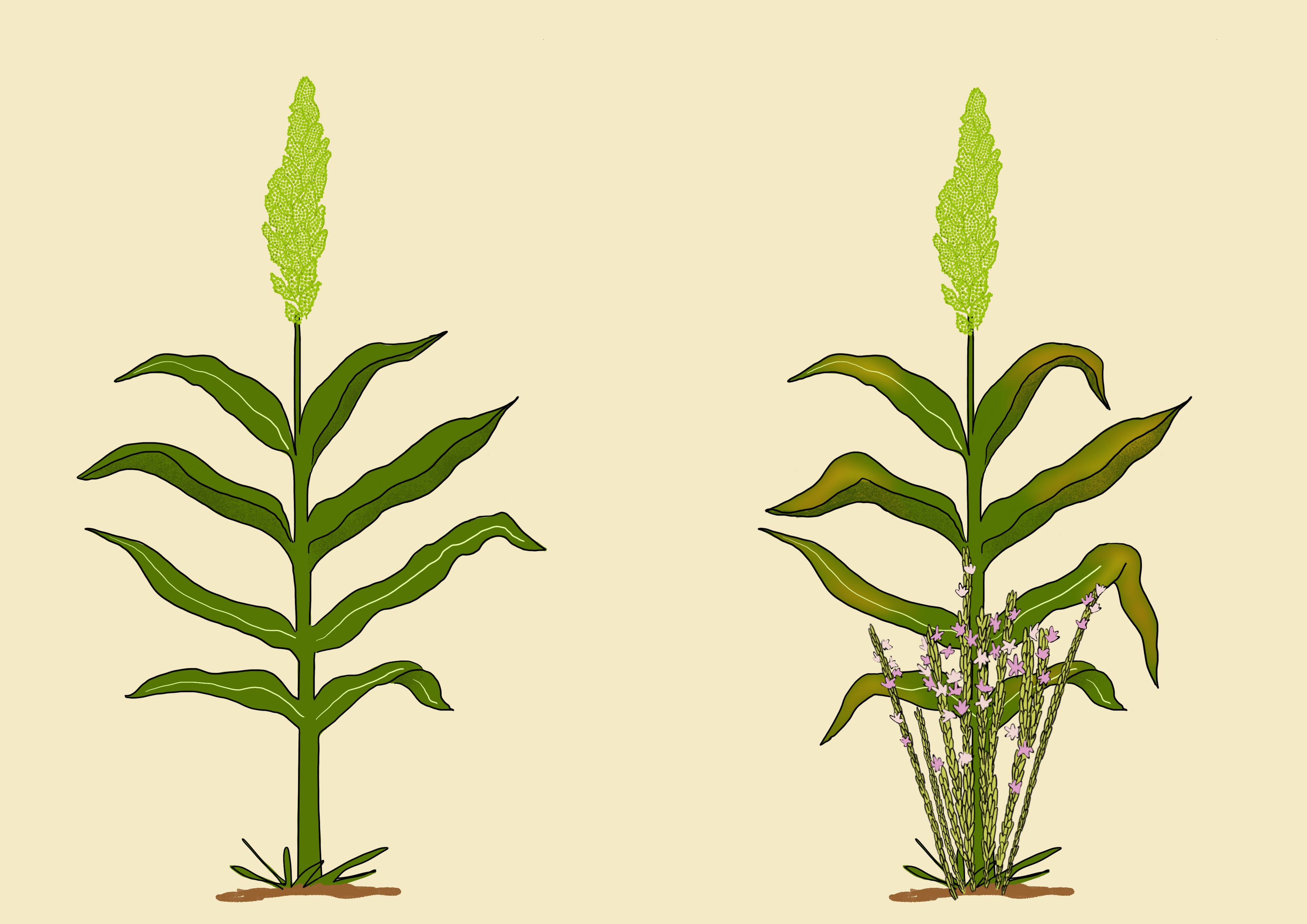 Sorghum striga
